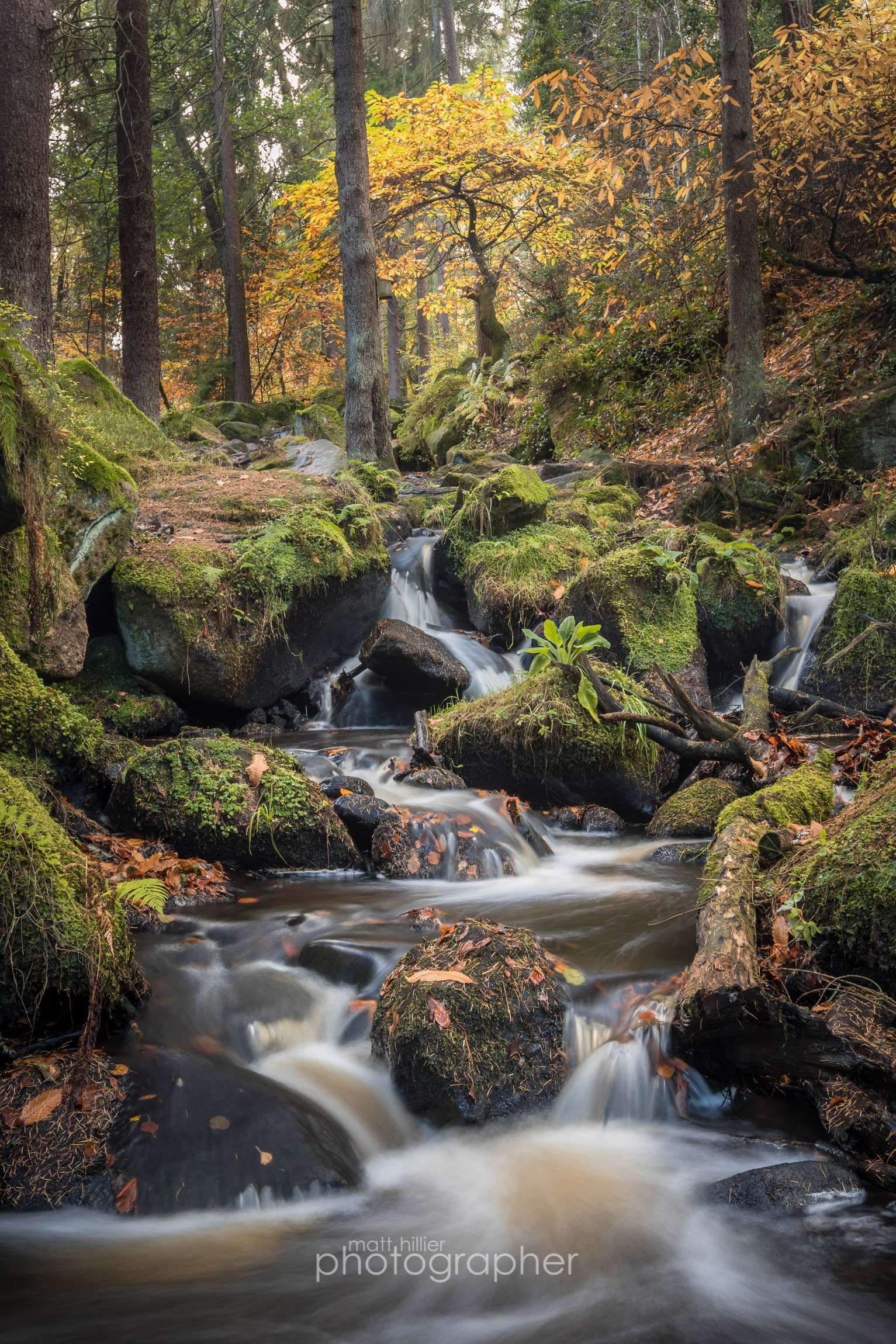 Tree of Gold, Wyming Brook