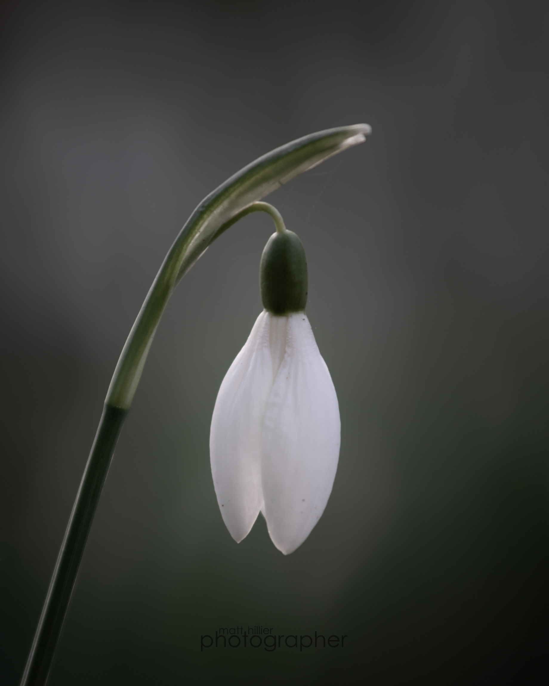 Snowdrop, Natural Light I