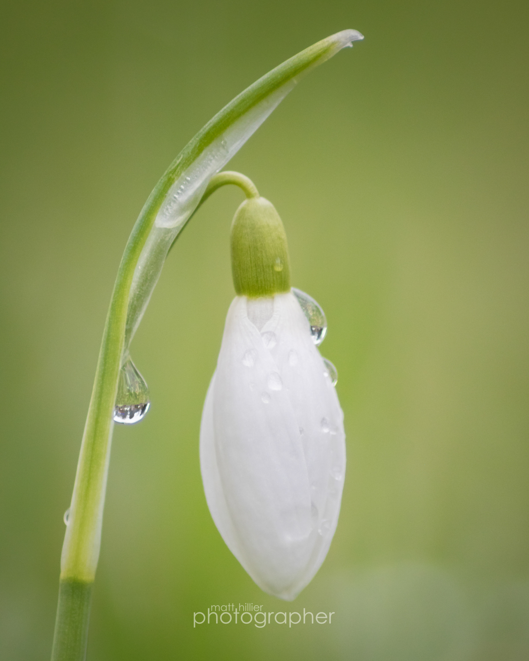 Dew Drops I