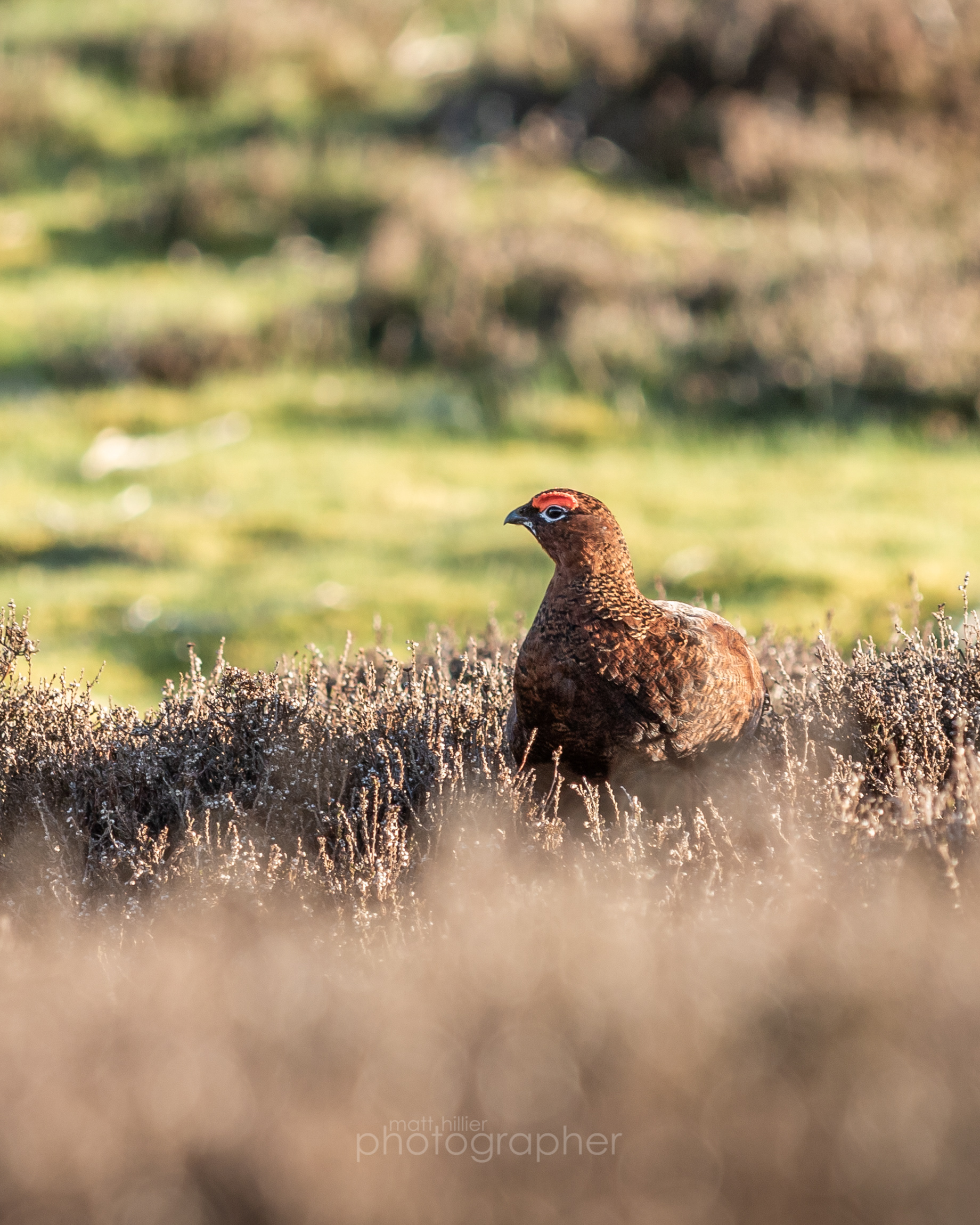 Swaledale Red Grouse