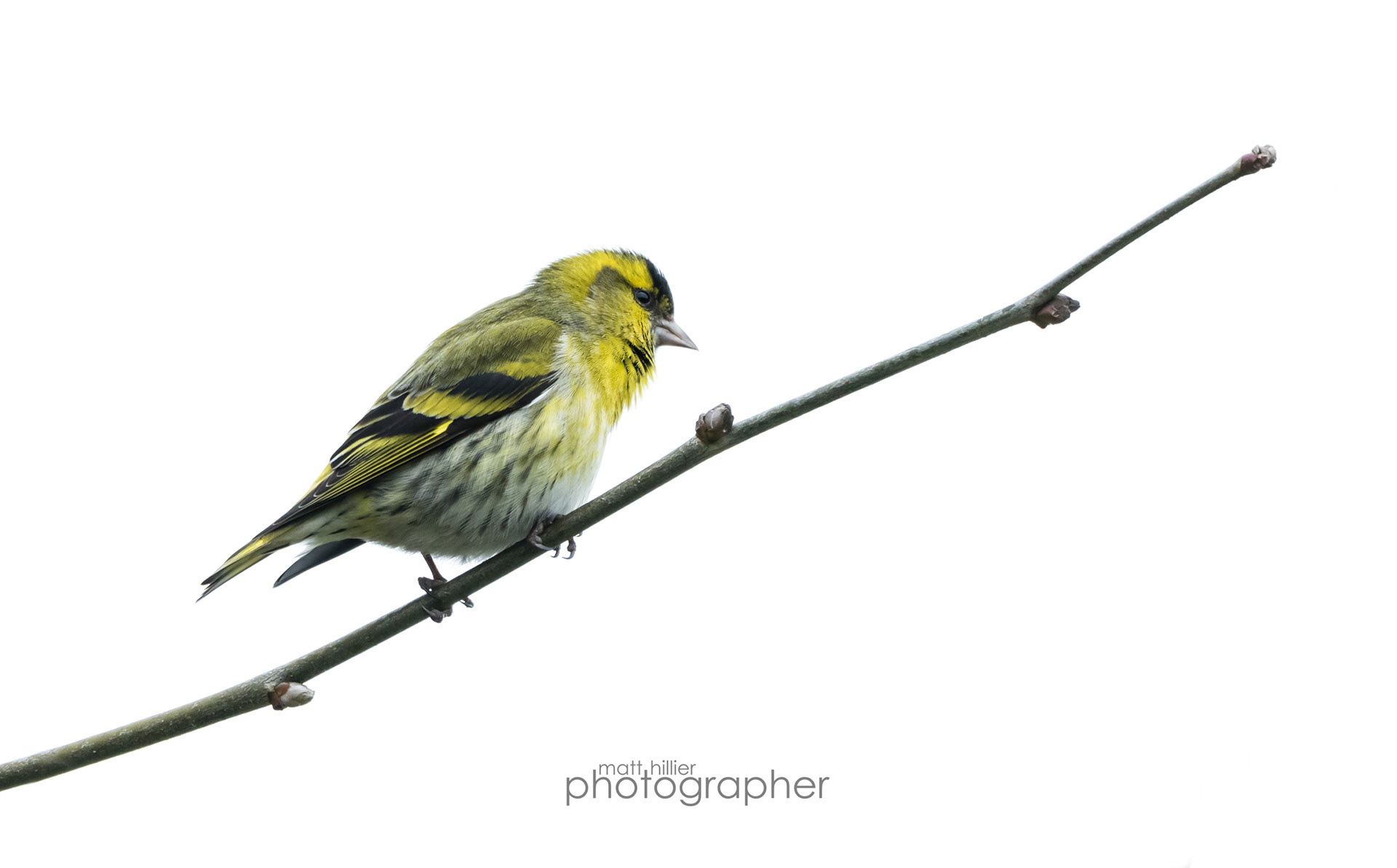 Siskin Male