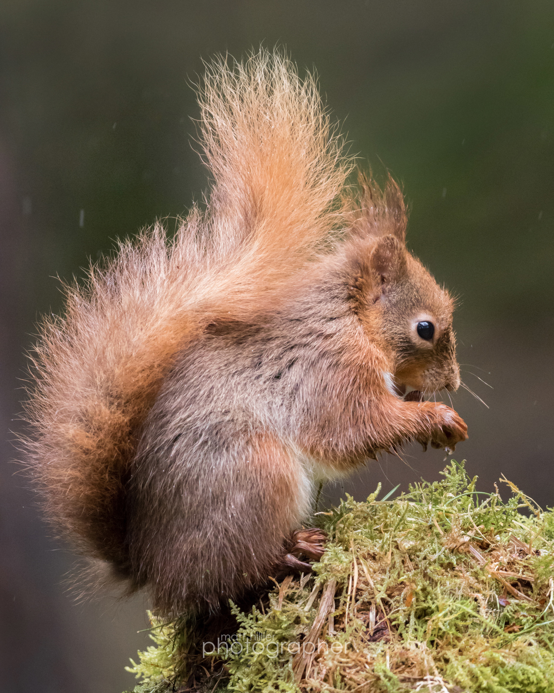 Red Squirrel I
