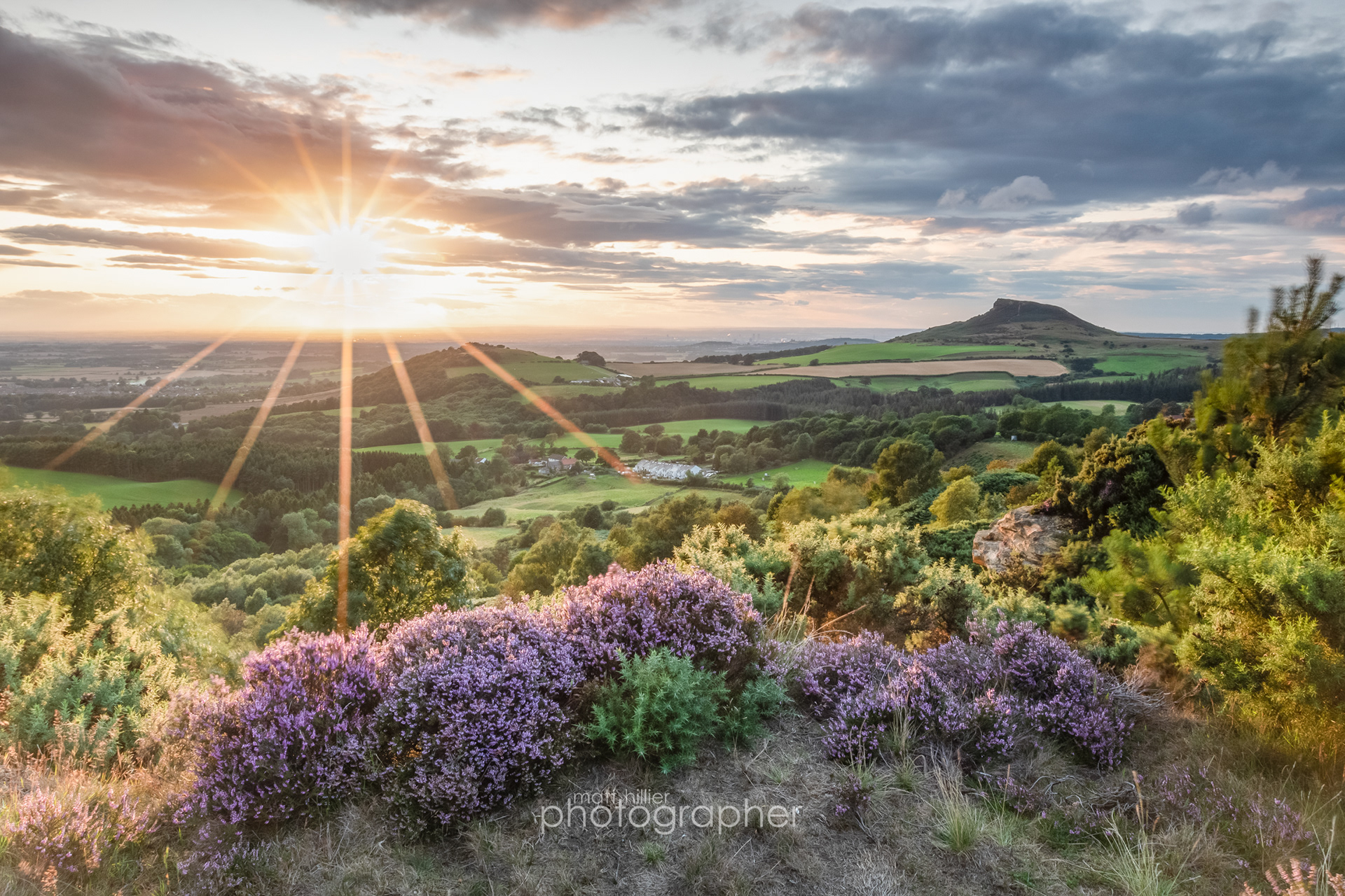 Clumps of Heather Perched Together, Roseberry Topping