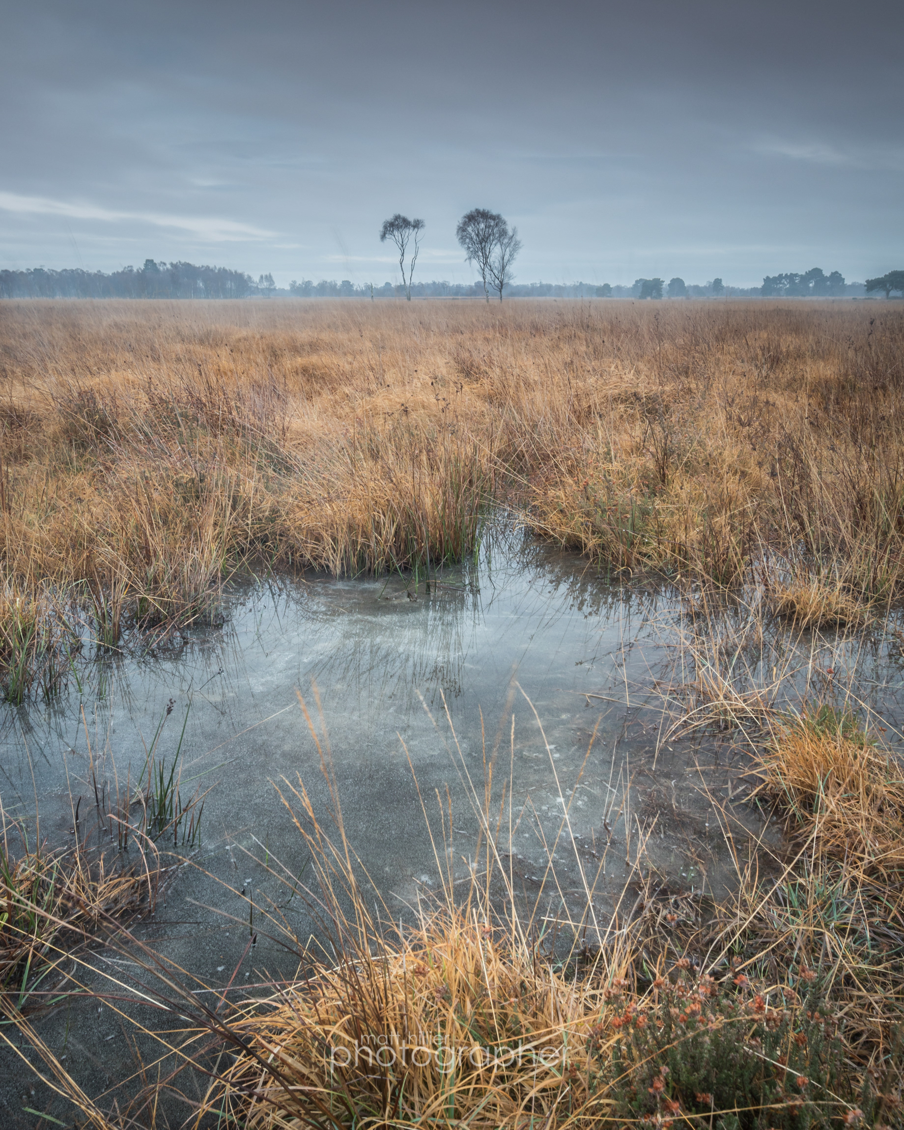 Frozen Bog, Strensall Common