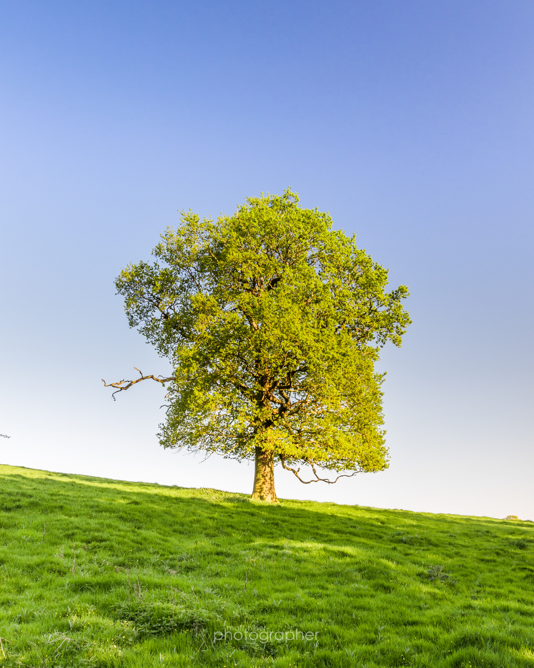 Tree of Life, Howsham Wood