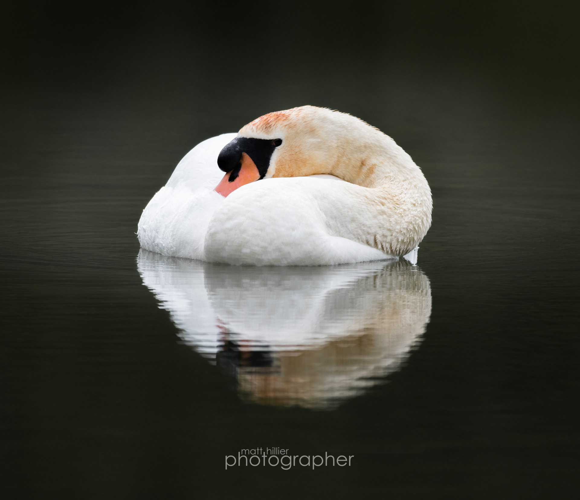 Swan Reflections
