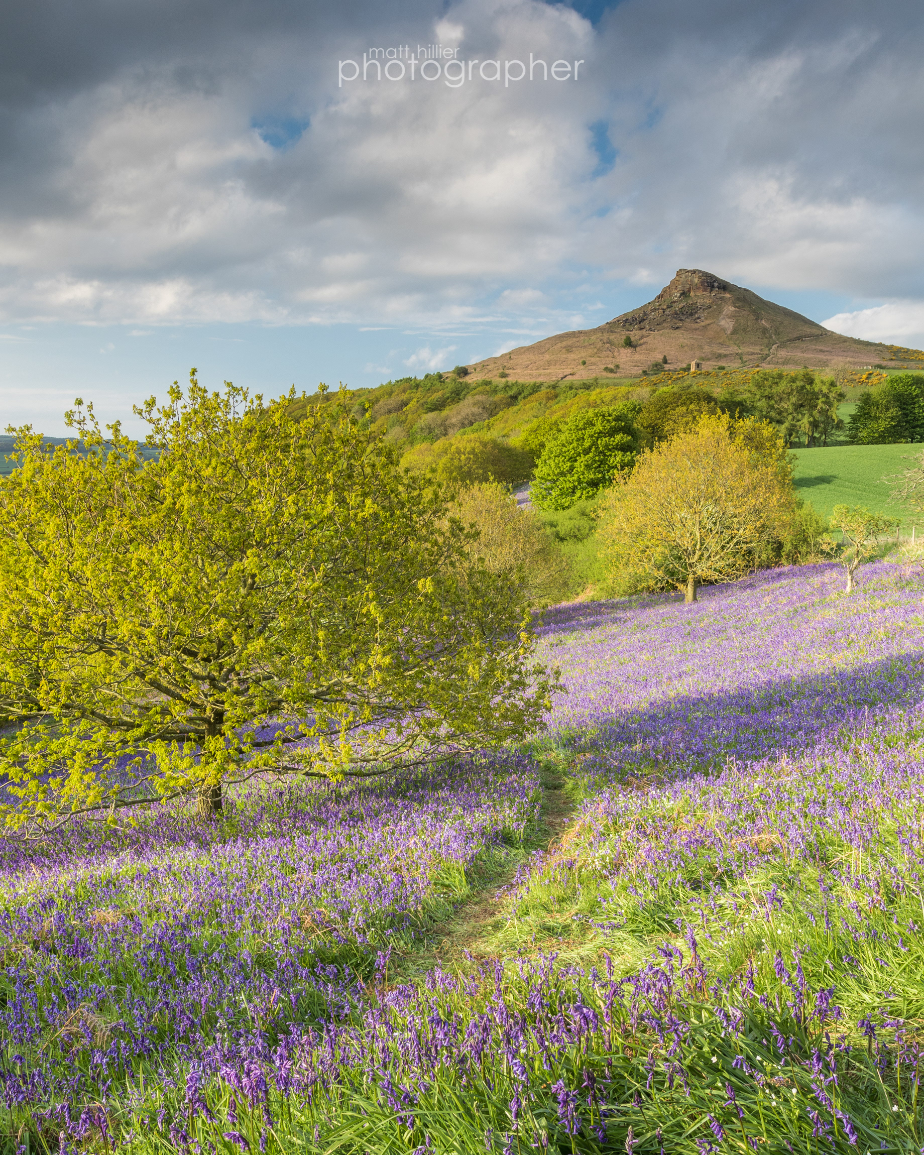 Roseberry Topping Bluebells