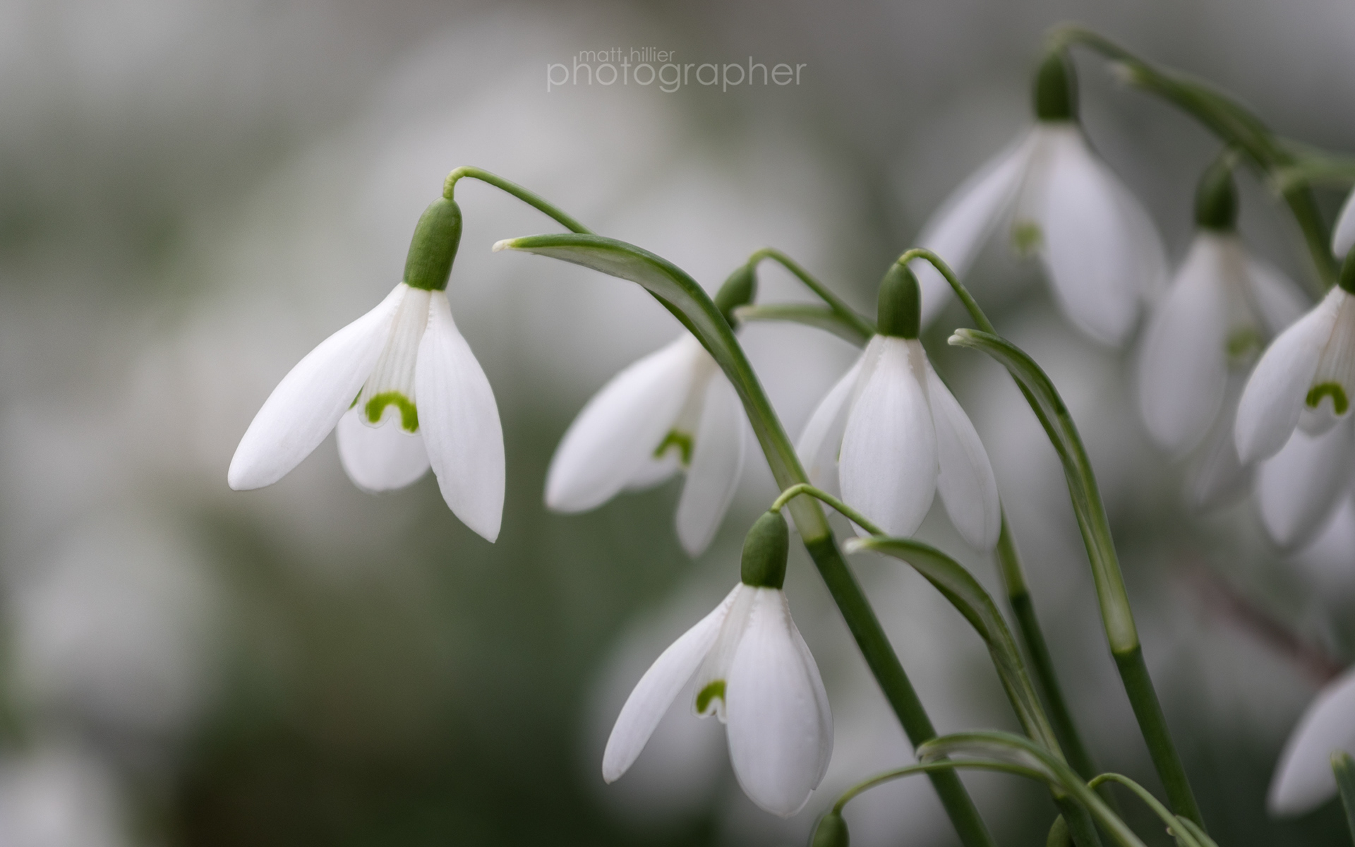 Snowdrop Peak