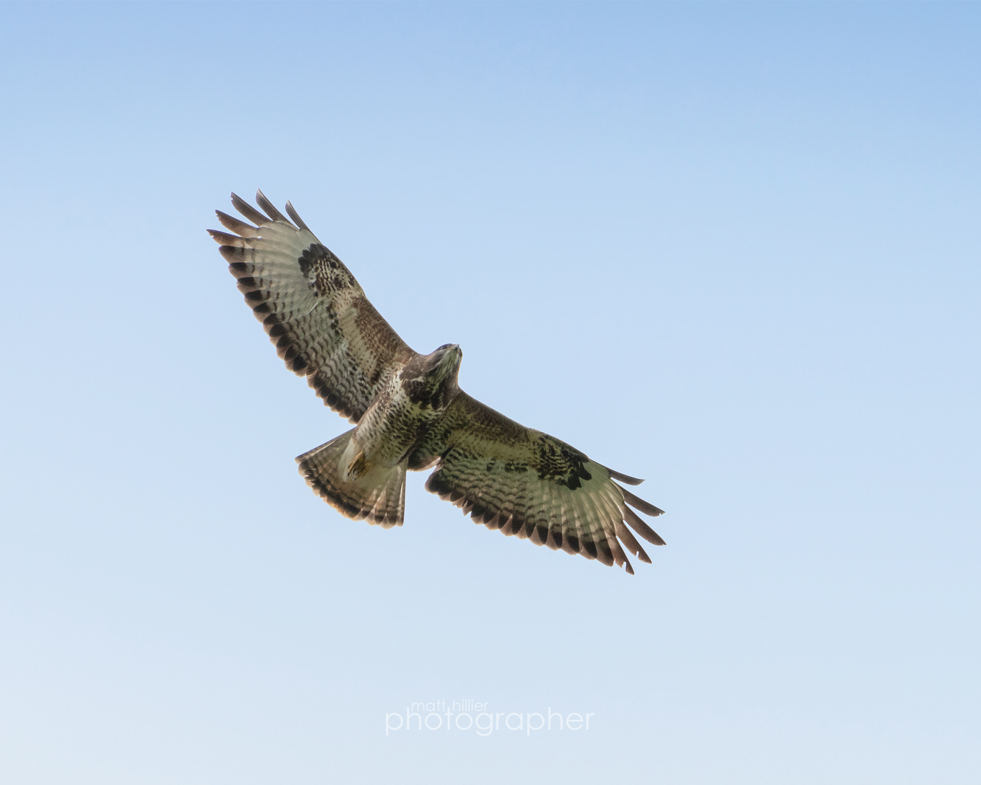 Buzzard