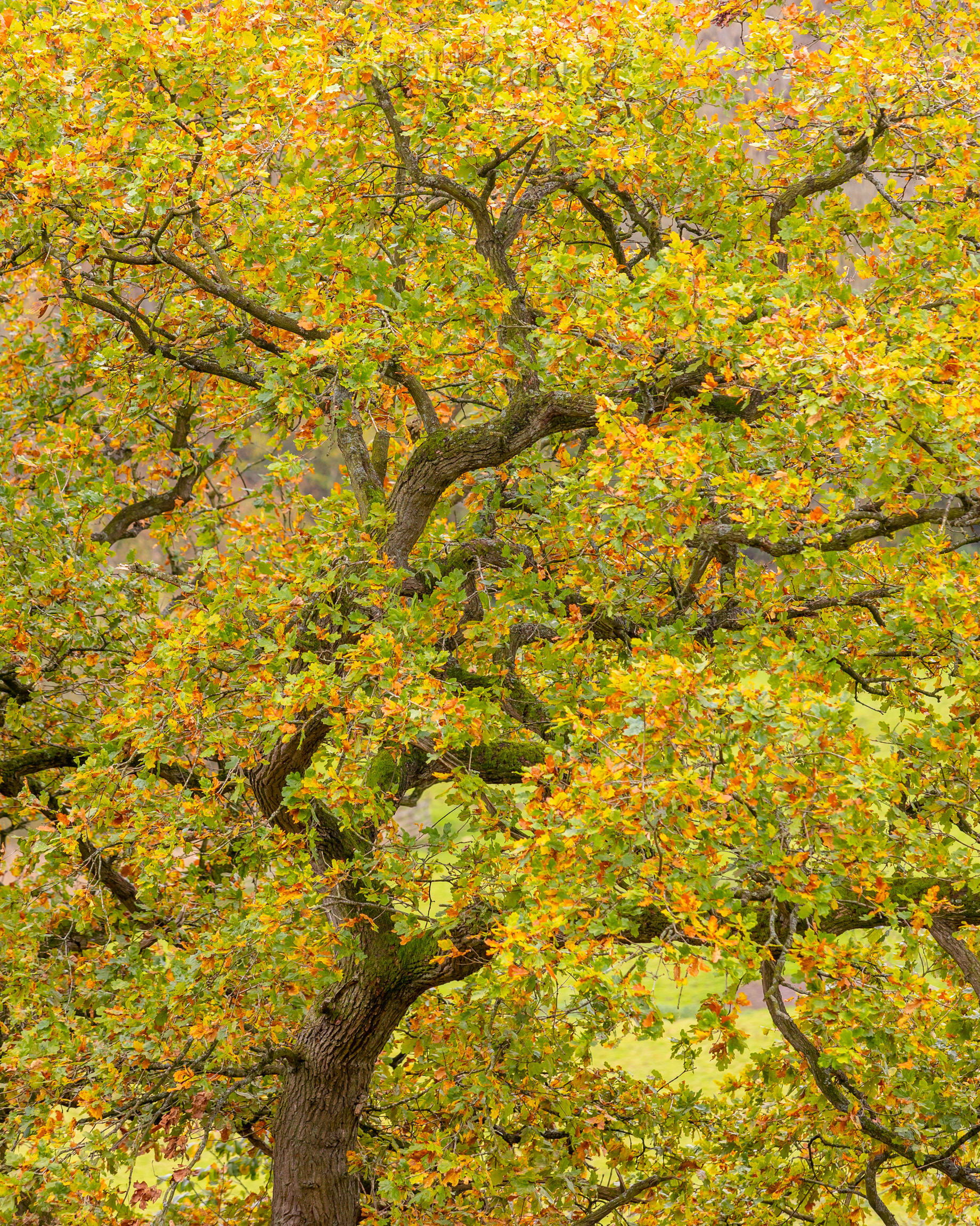 Oak in Autumn