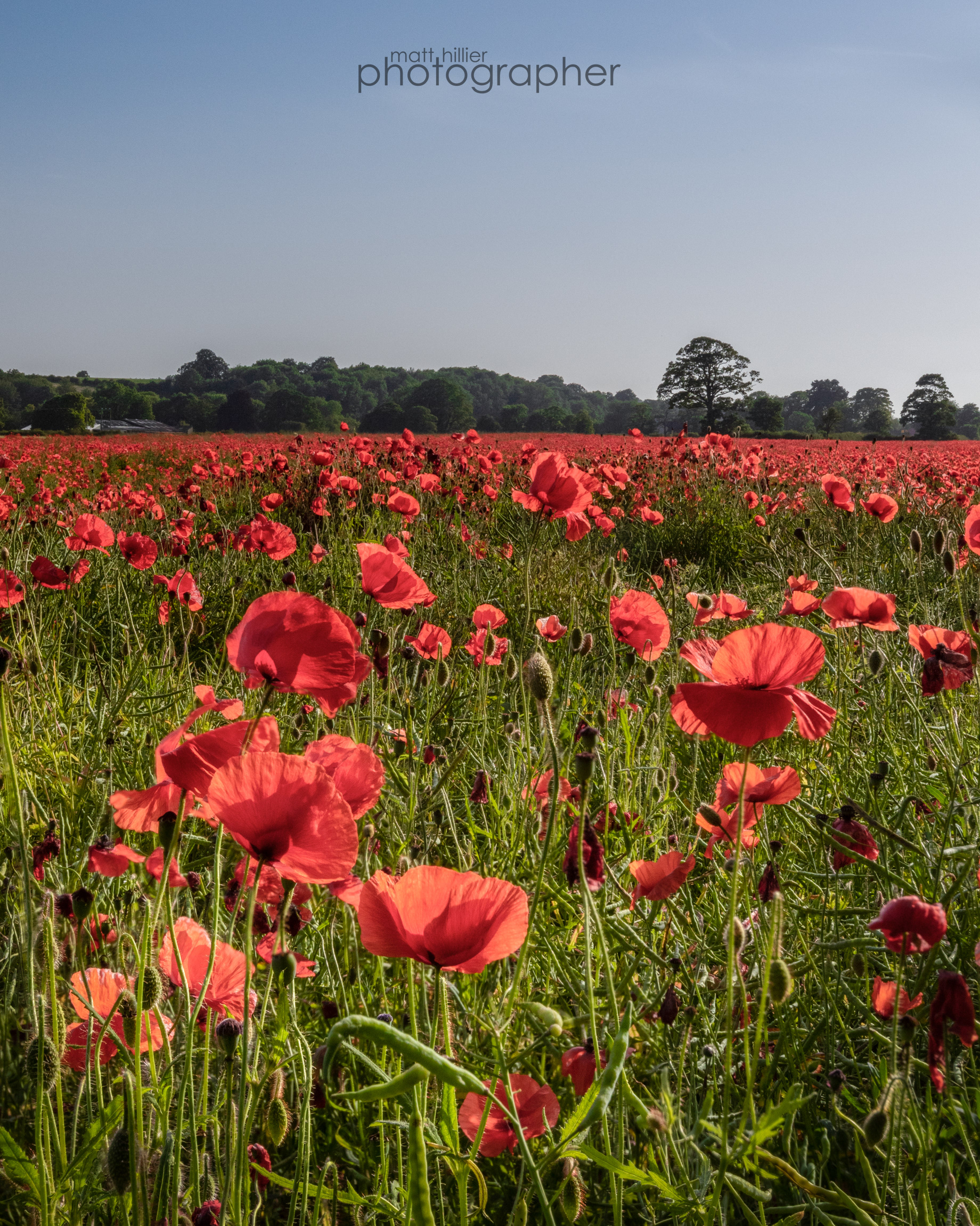 Poppy Field, Norton