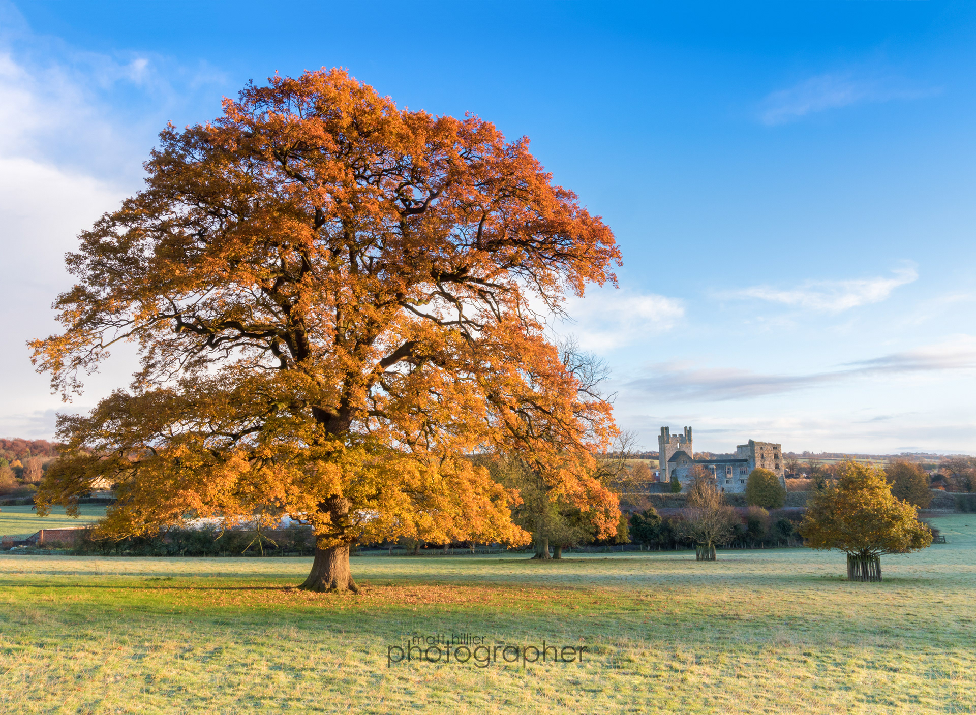 Veteran Oak, Helsmley