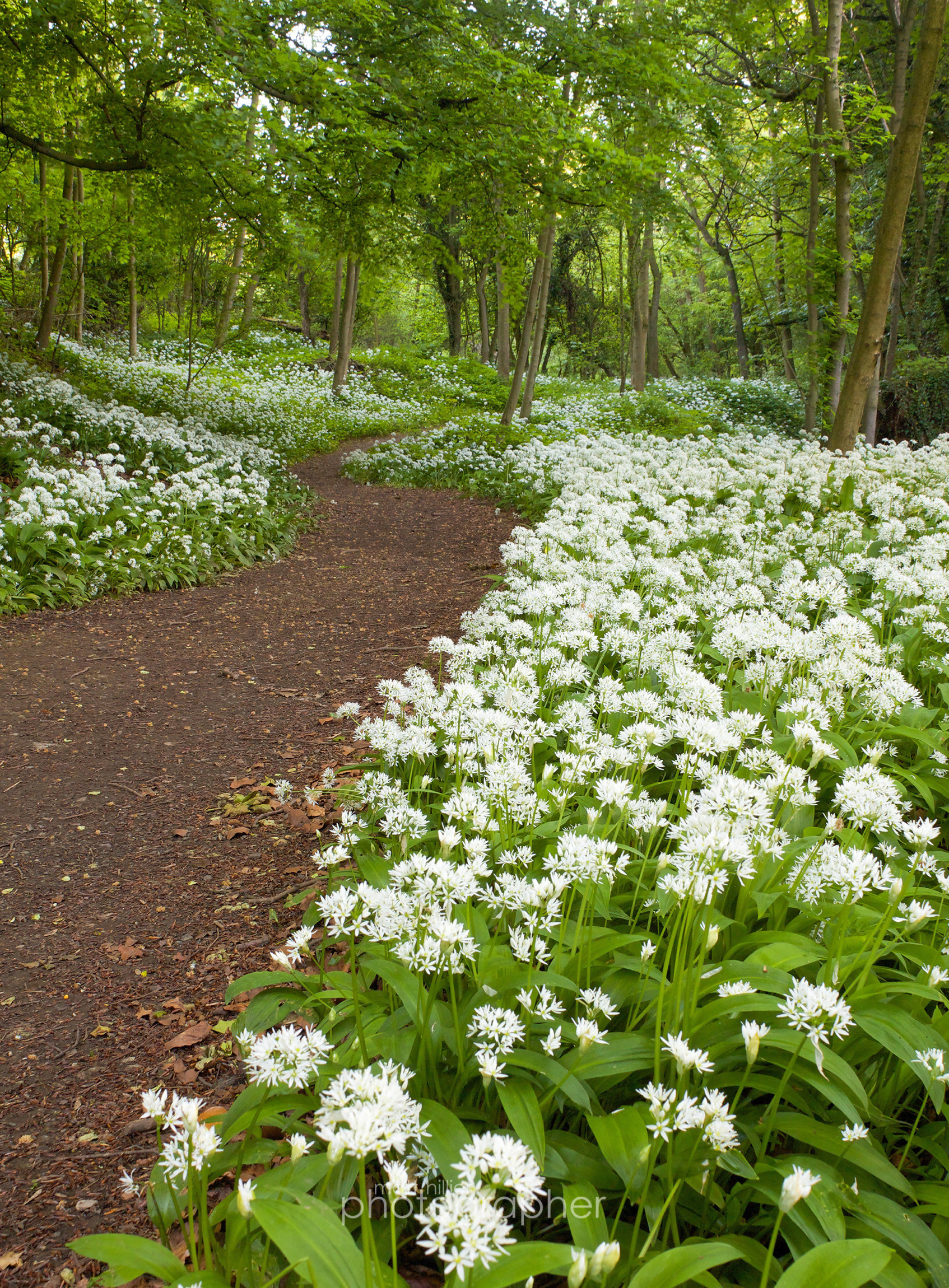 Ramson Path, Knaresborough