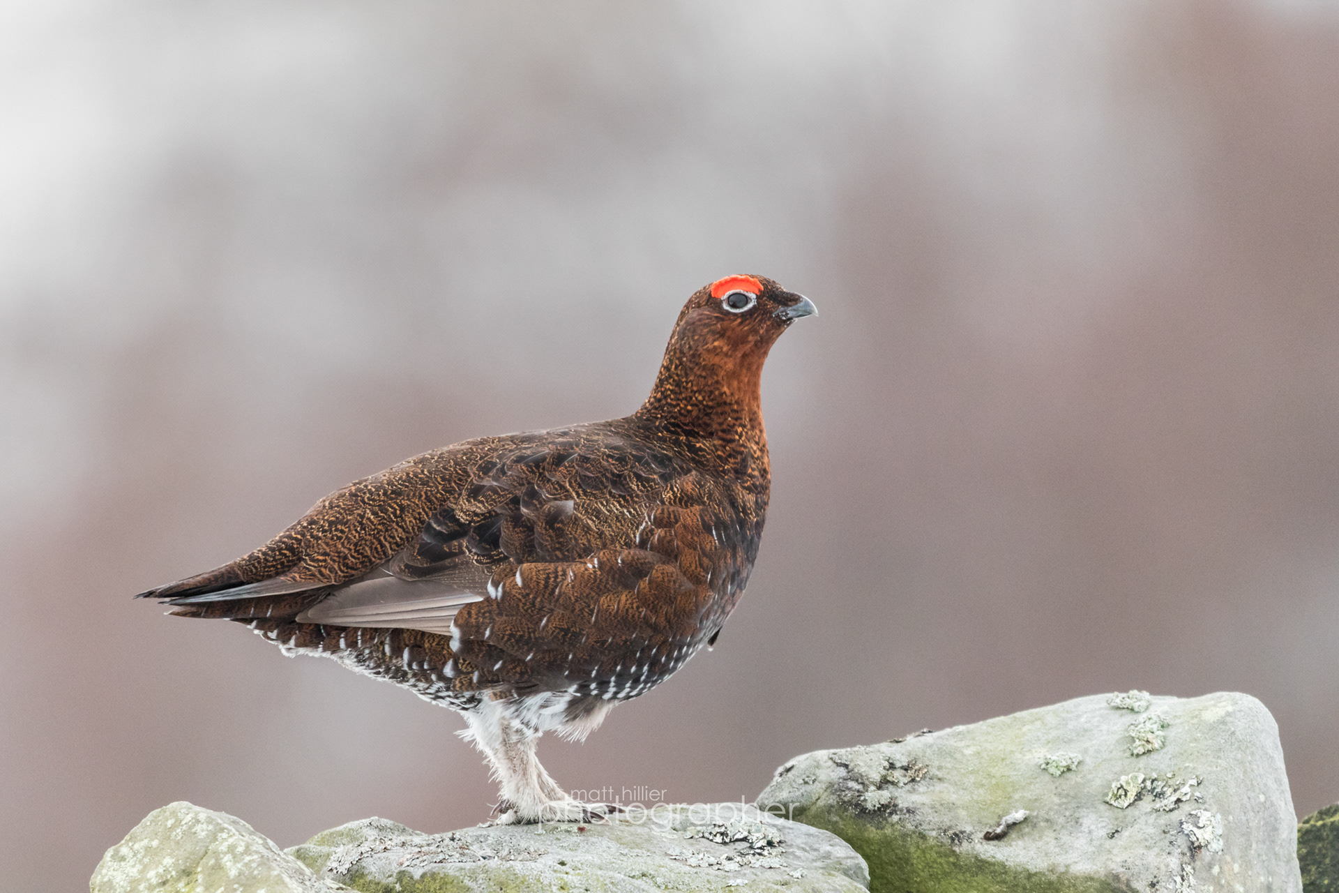 Mr Red Grouse