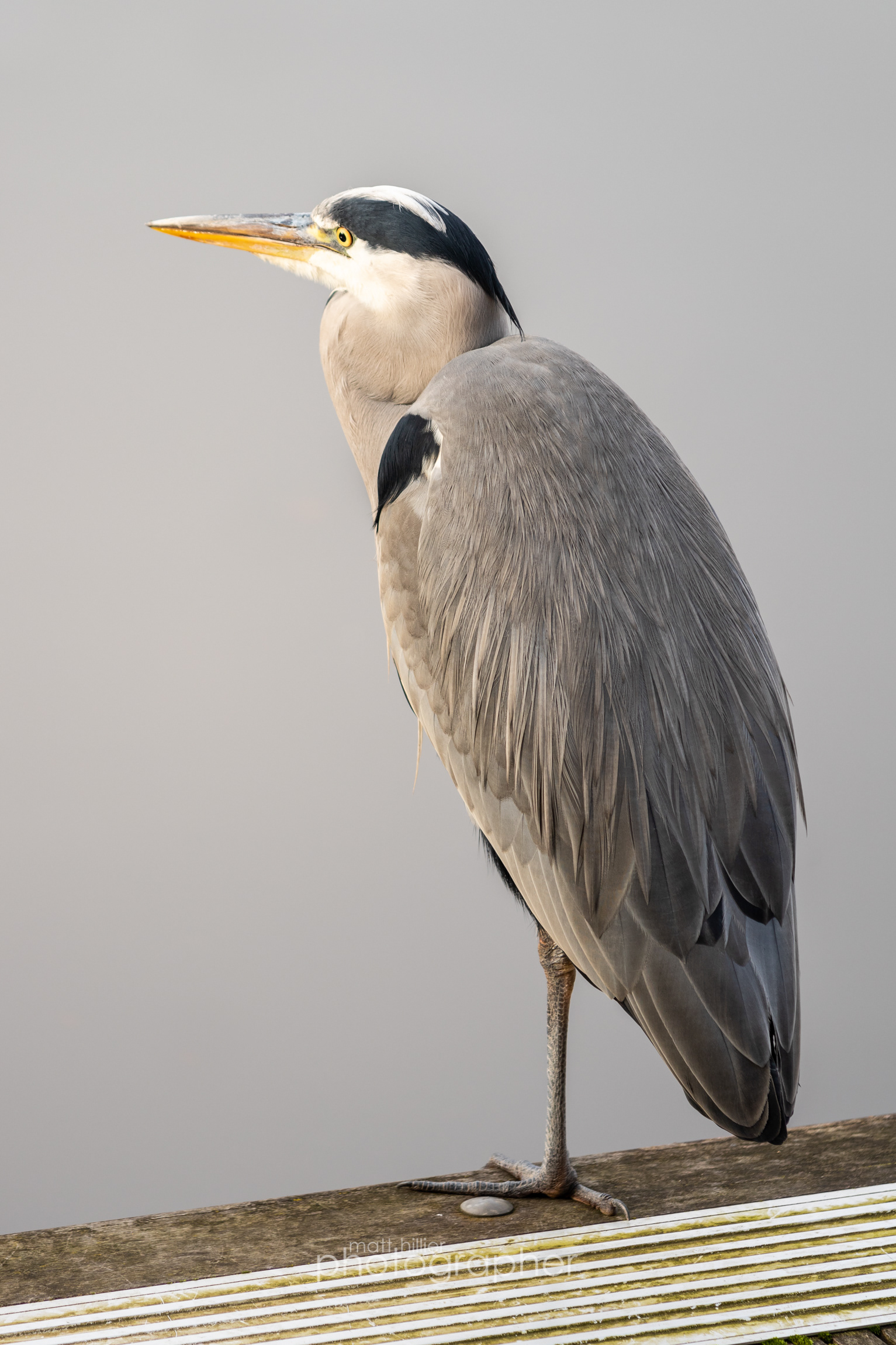 Leeds Dock Heron