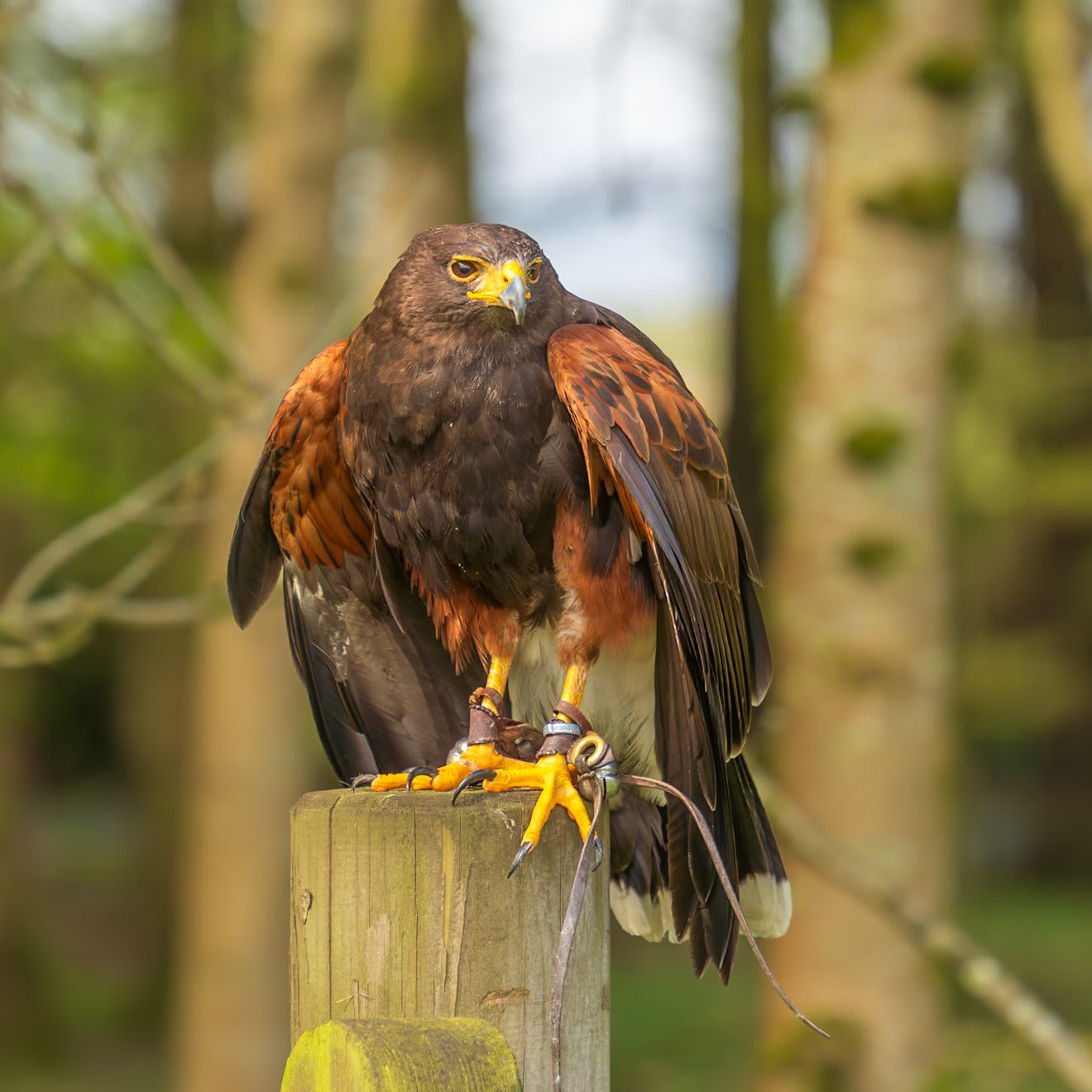 20240425 - Hawk Walks