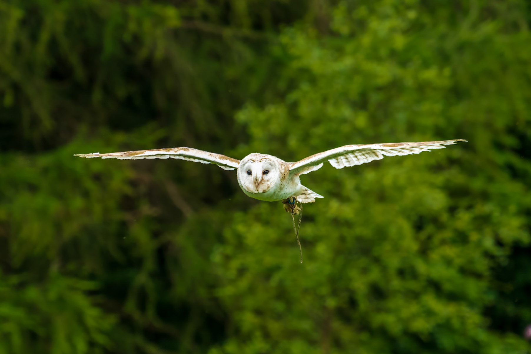 20240629 - Hawks Walk