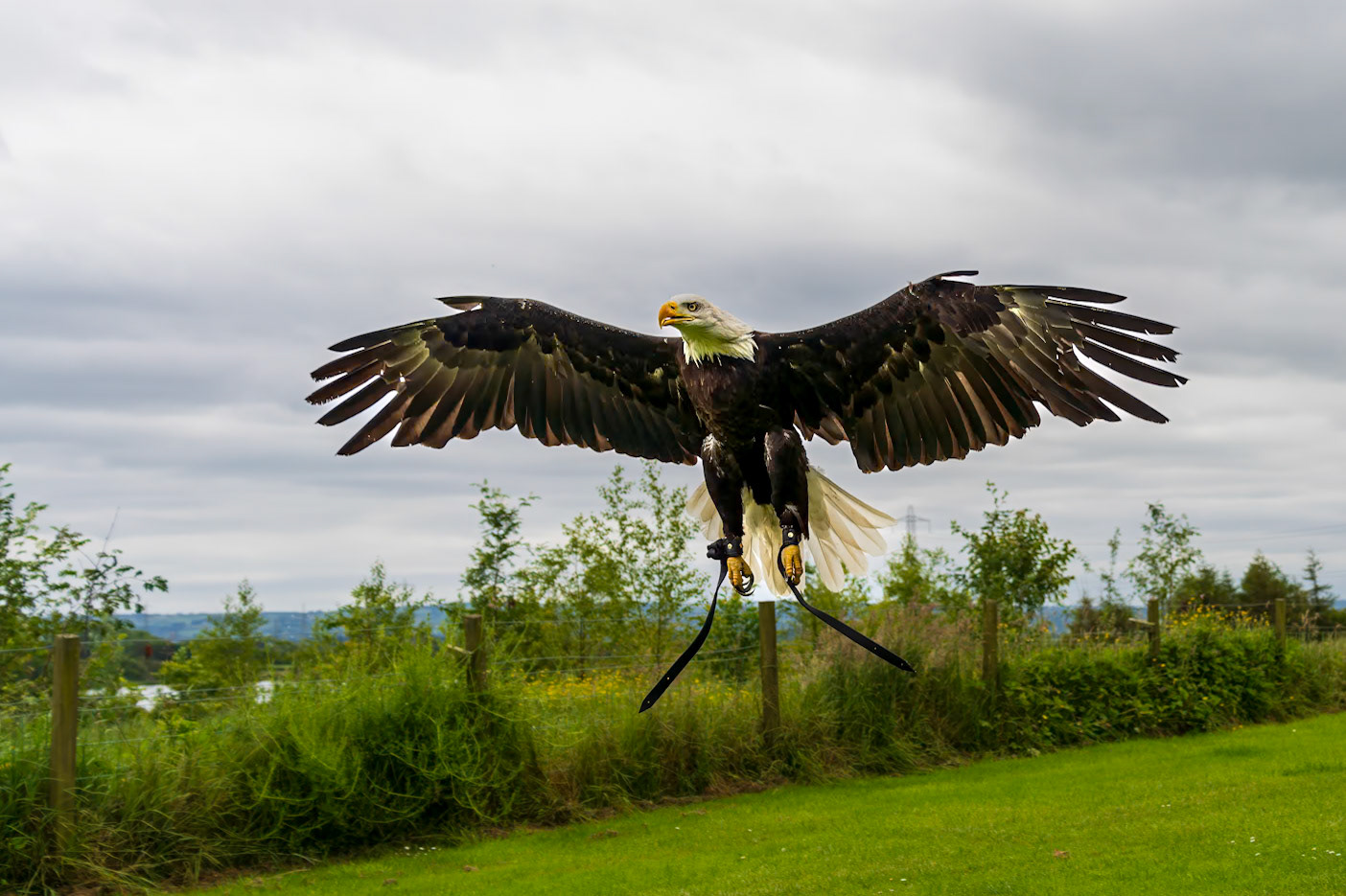 20240629 - Hawks Walk