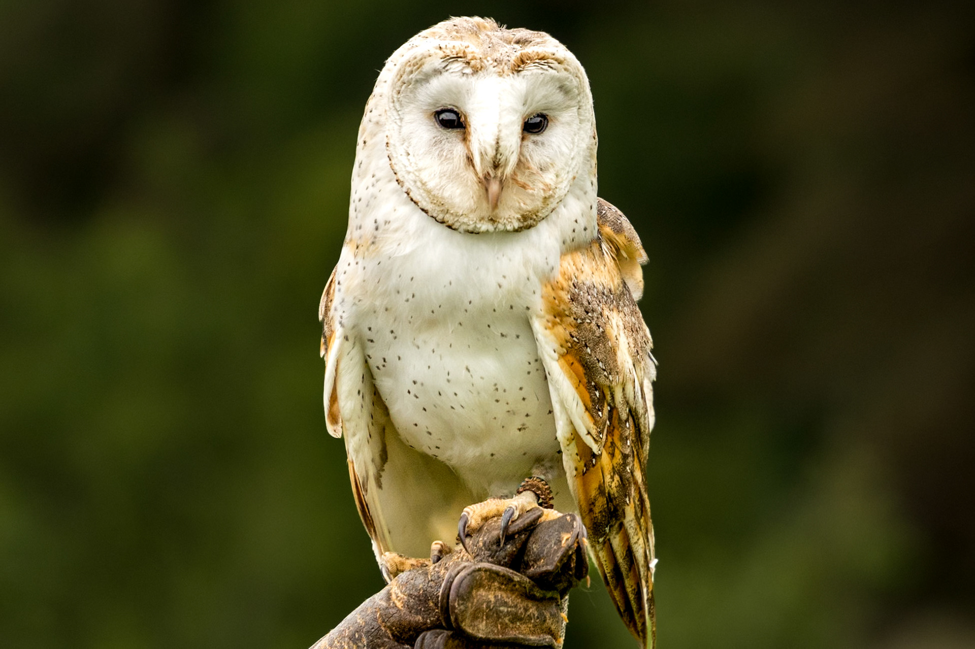 20240629 - Hawks Walk