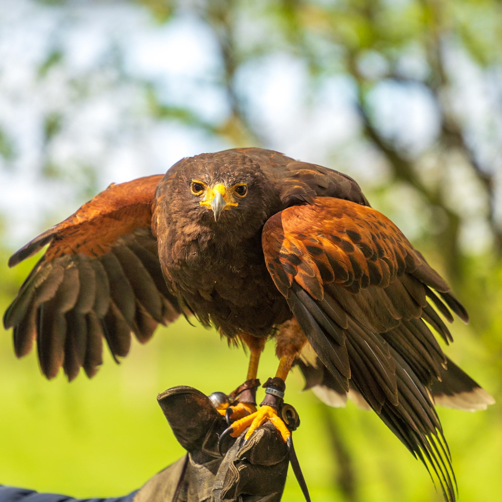 20240425 - Hawk Walks