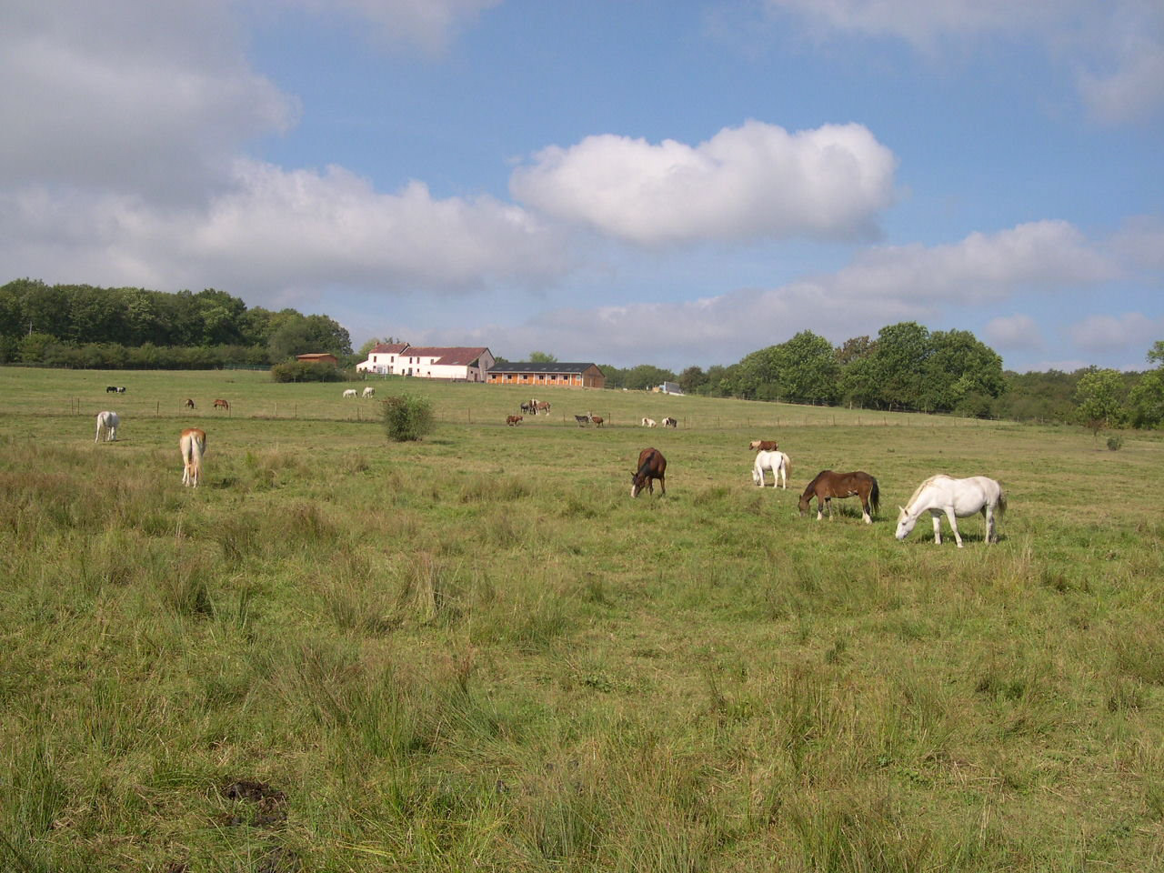 Notre domaine avec ses nombreux hectares est un véritable soulagement pour nos équidés qui ont renfermé si lourdement dans leur coeur : dédain, cruauté, exploitation
