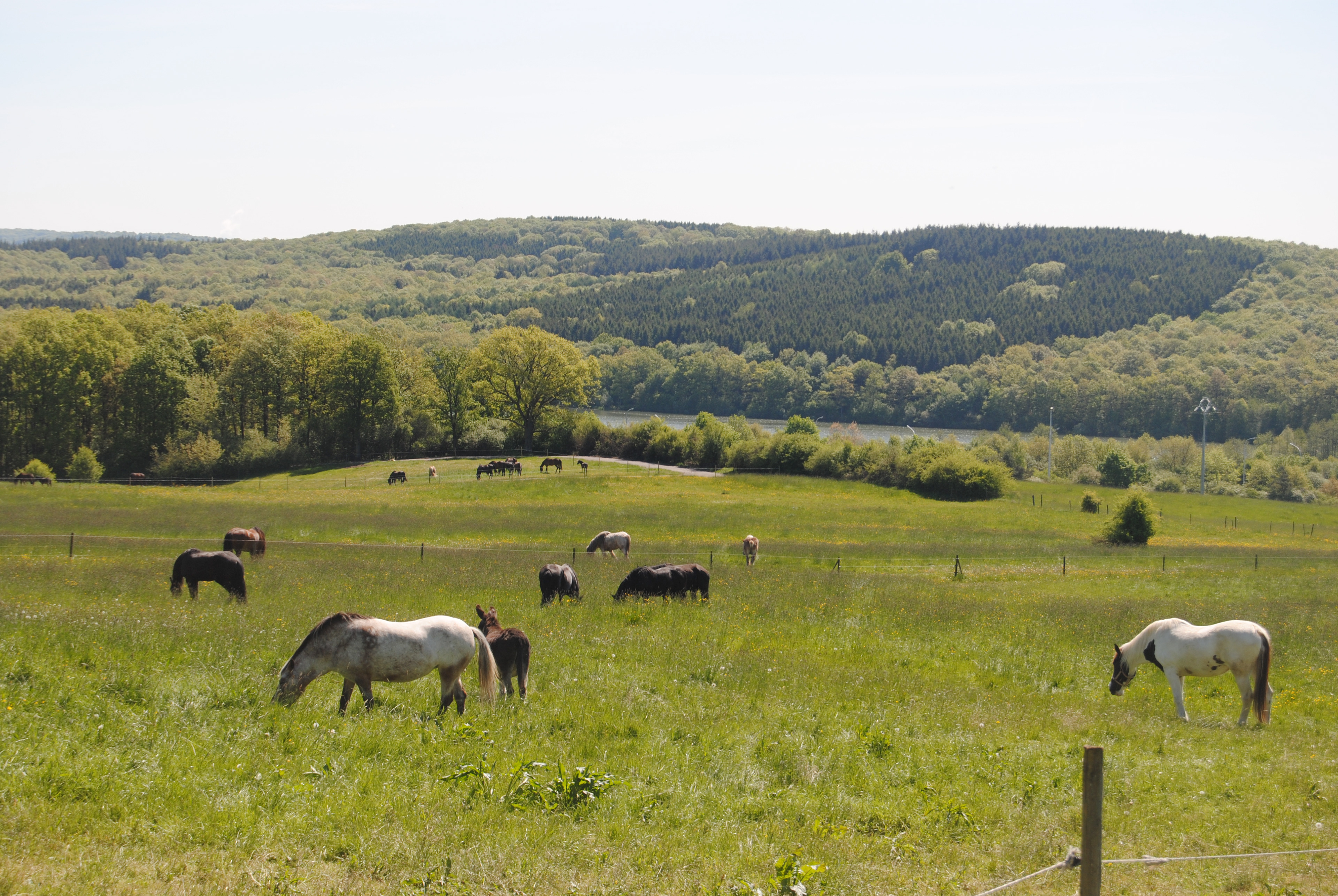 Au fond du domaine, près du bois , les prés se creusent rejoignant un charmant vallon reposant dans un calme envoûtant près de cette spacieuse forêt véritable cathédrale d'arbres