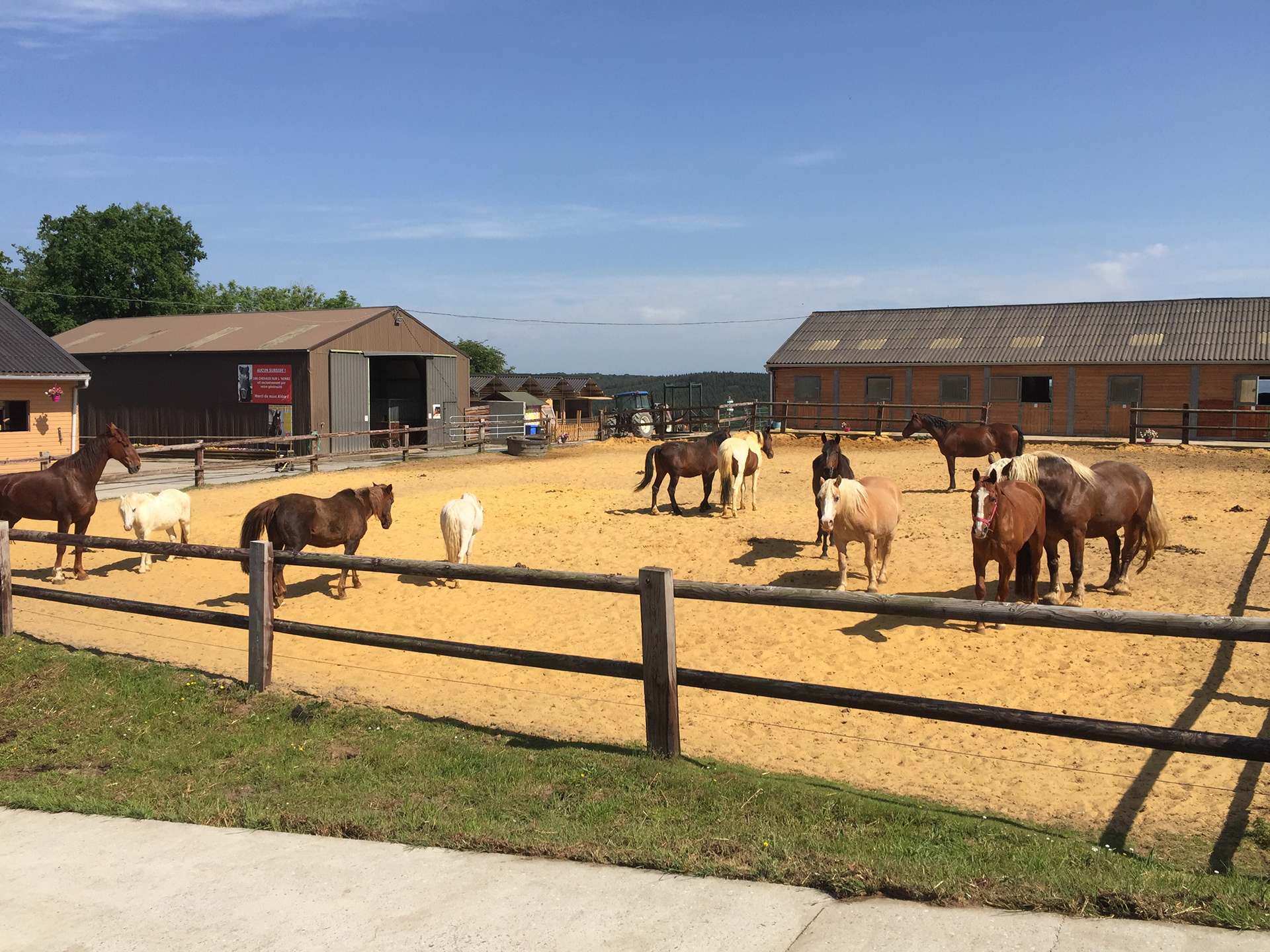 2 pistes de sable permettent à nos chevaux de se détendre...