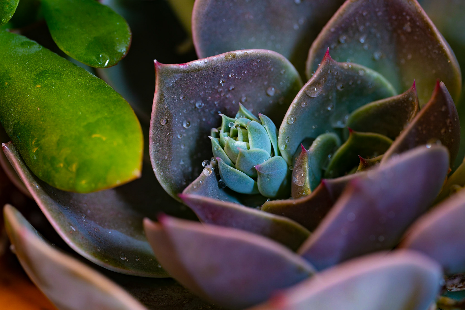 Kingston upon Thames