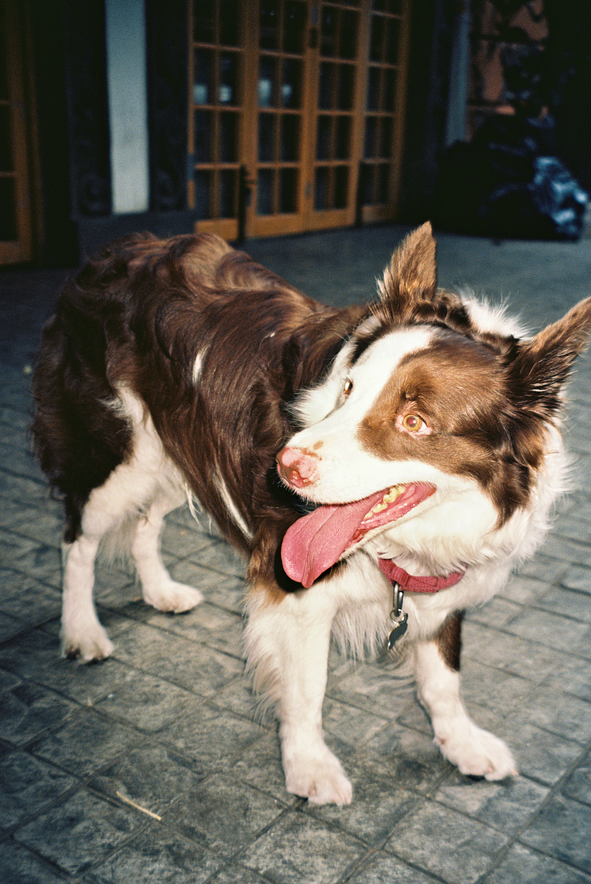 Roma Norte Dog