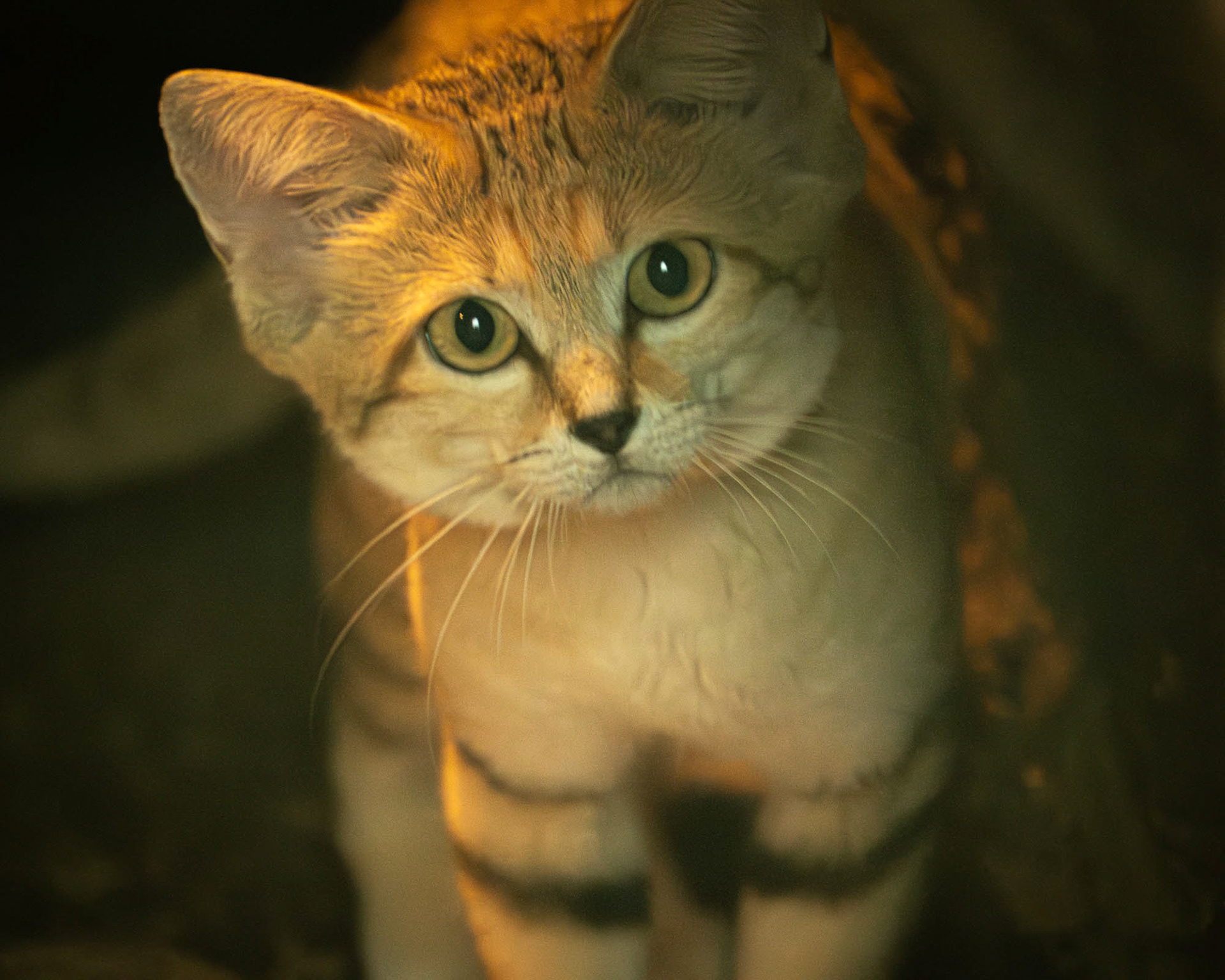 Sand Cat