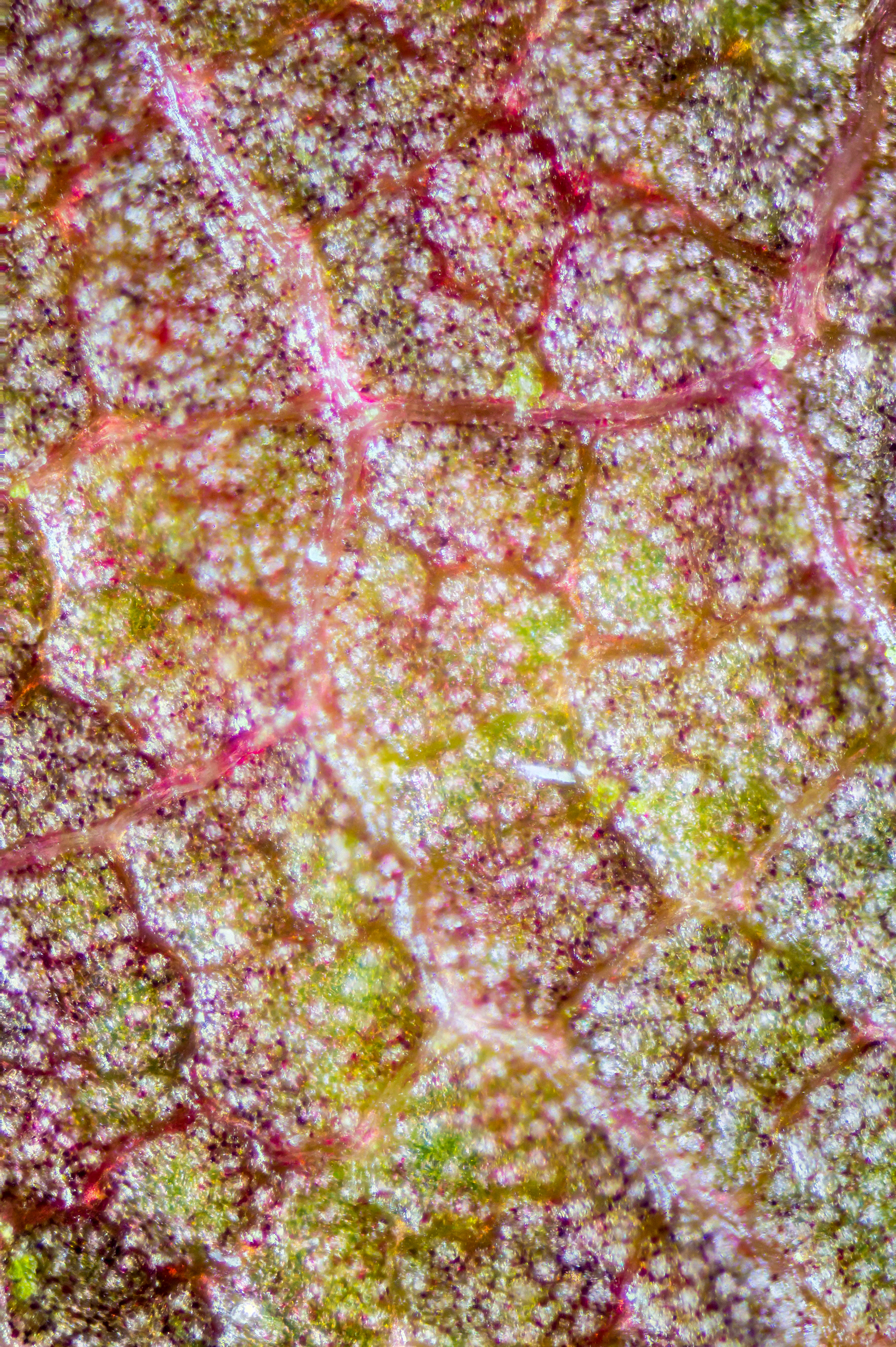 leaf