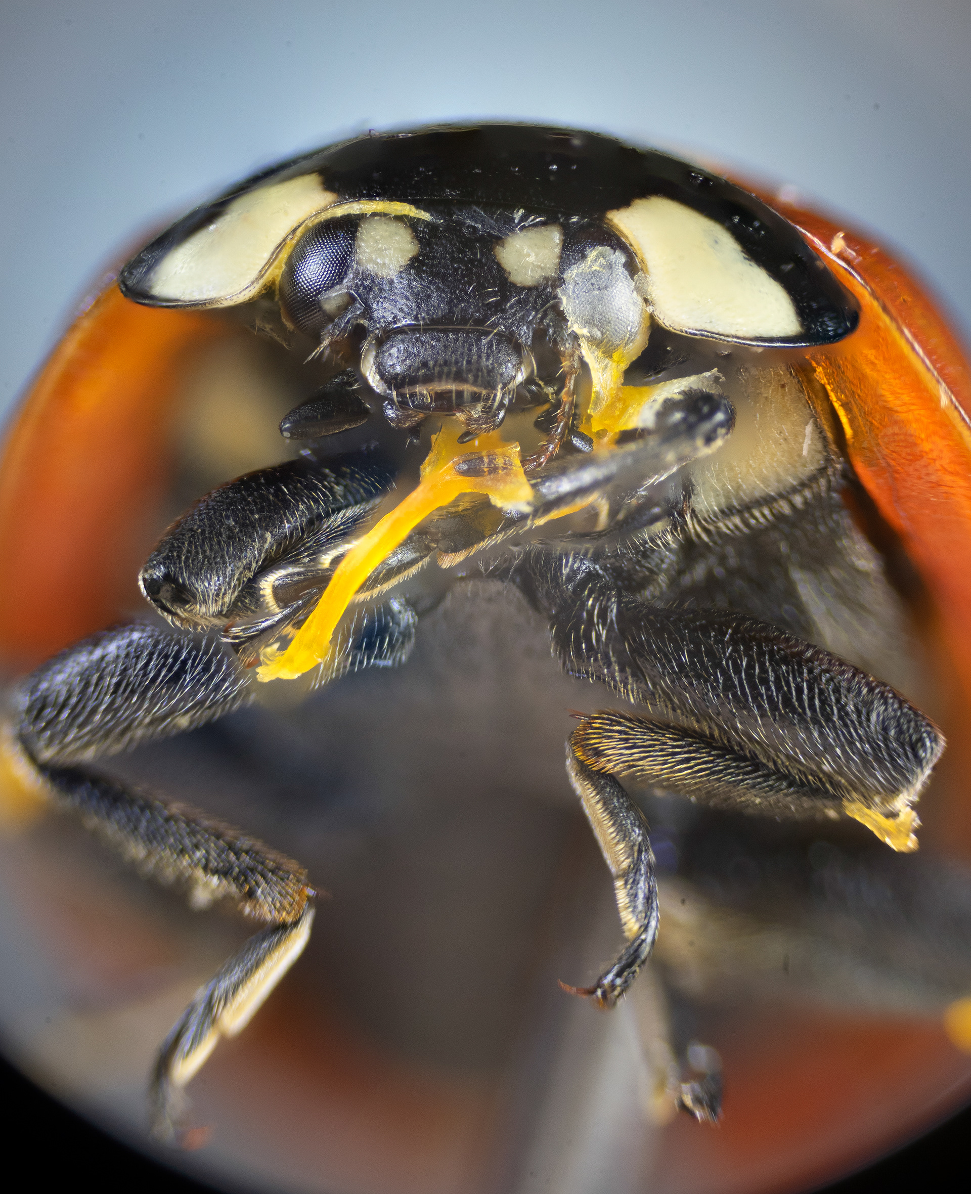 ladybug - left eye damaged