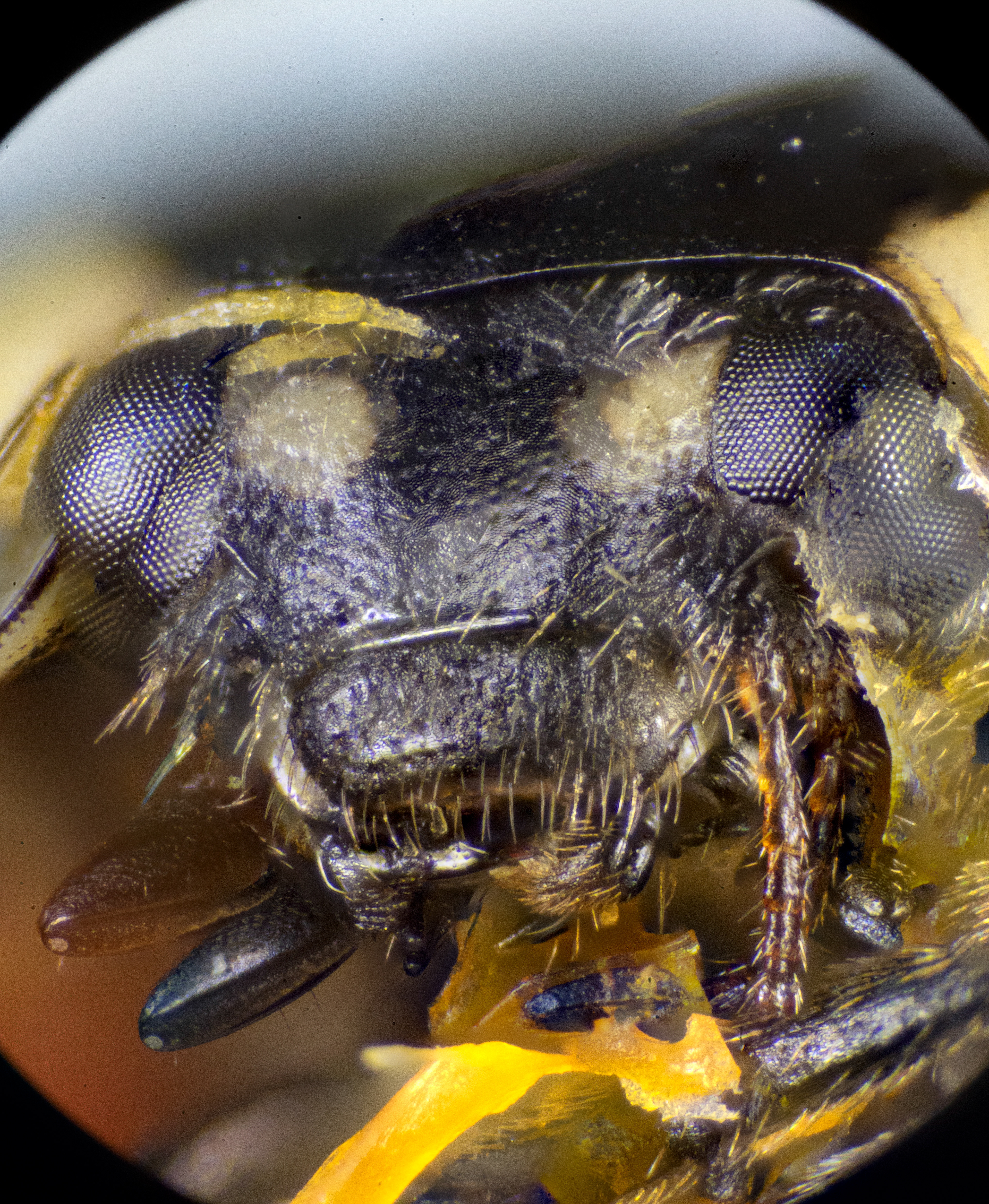 ladybug left eye damaged