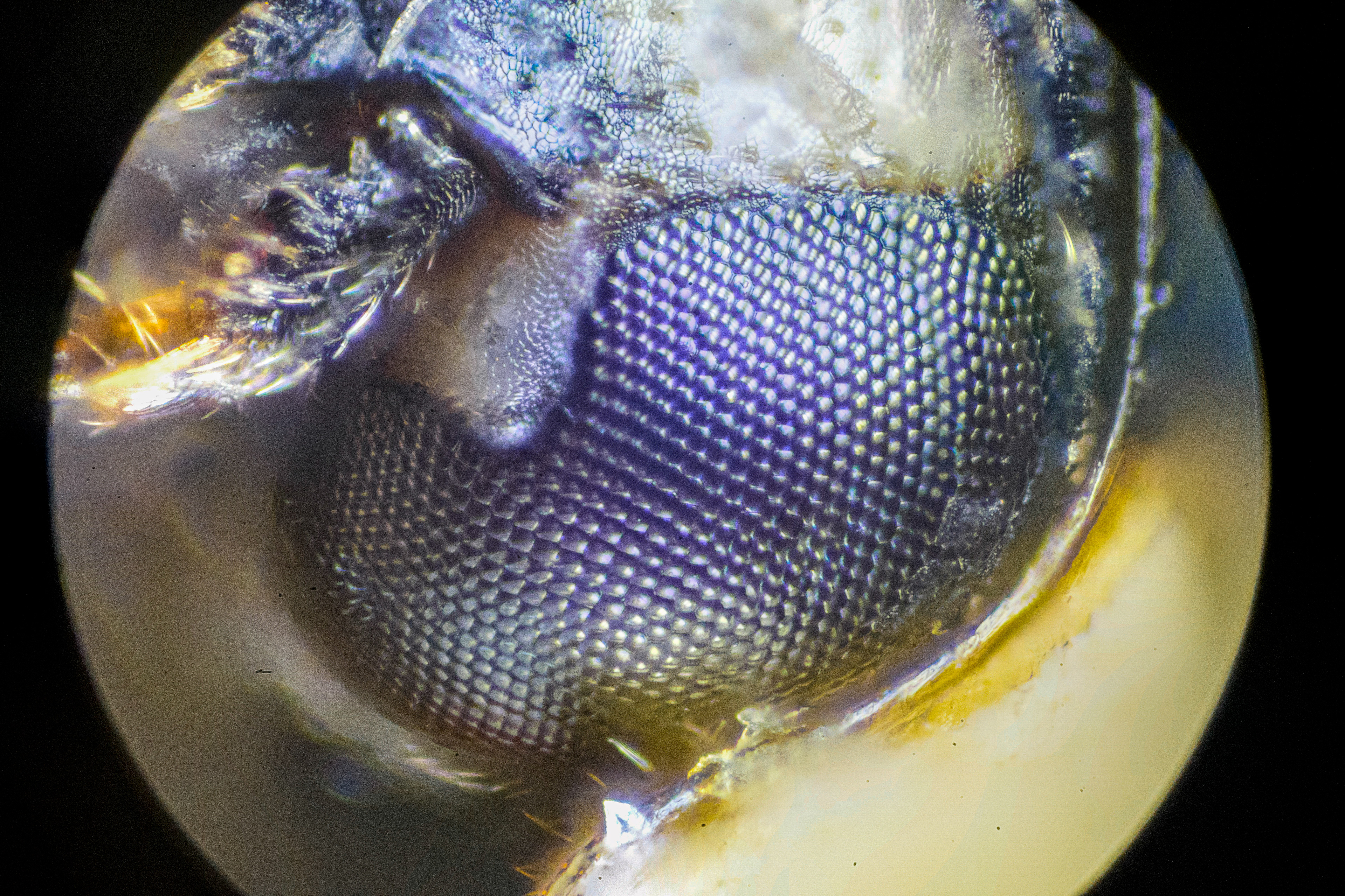 ladybug eye x30