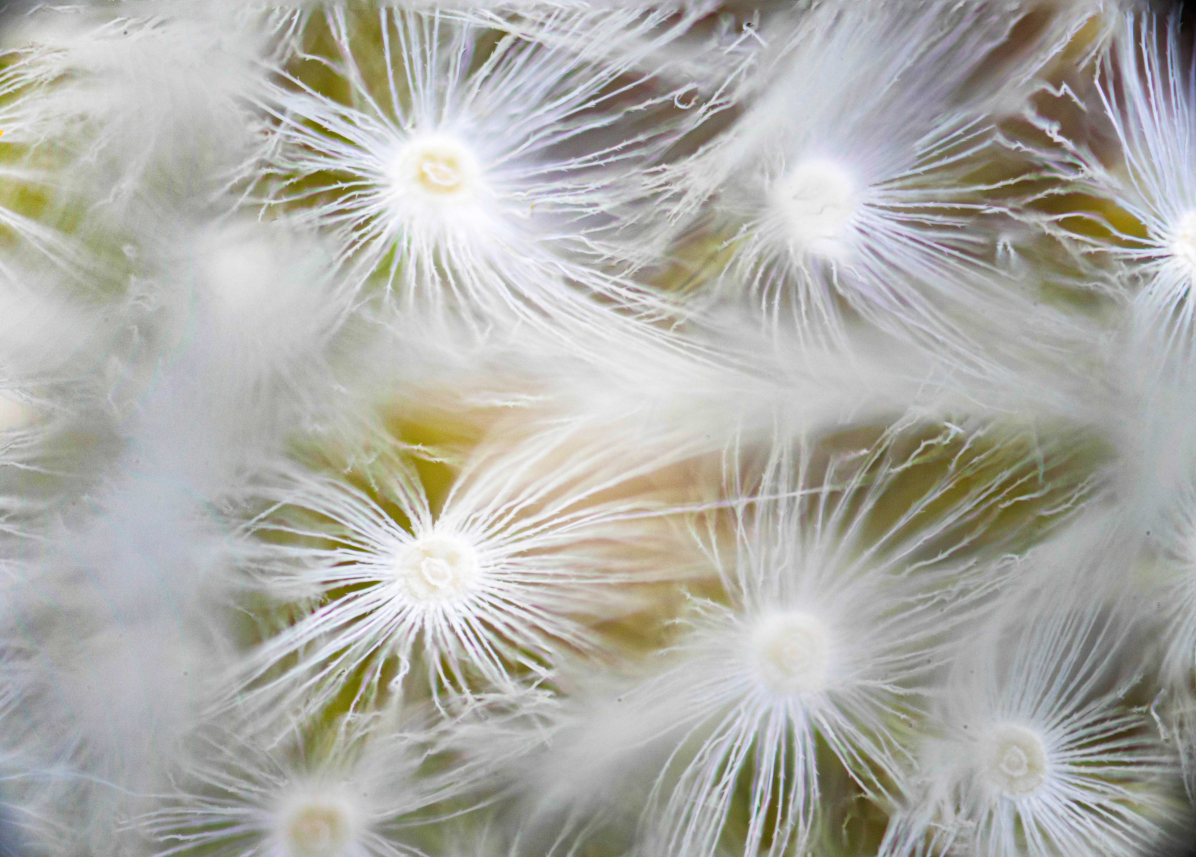 Dandelion Wisps
