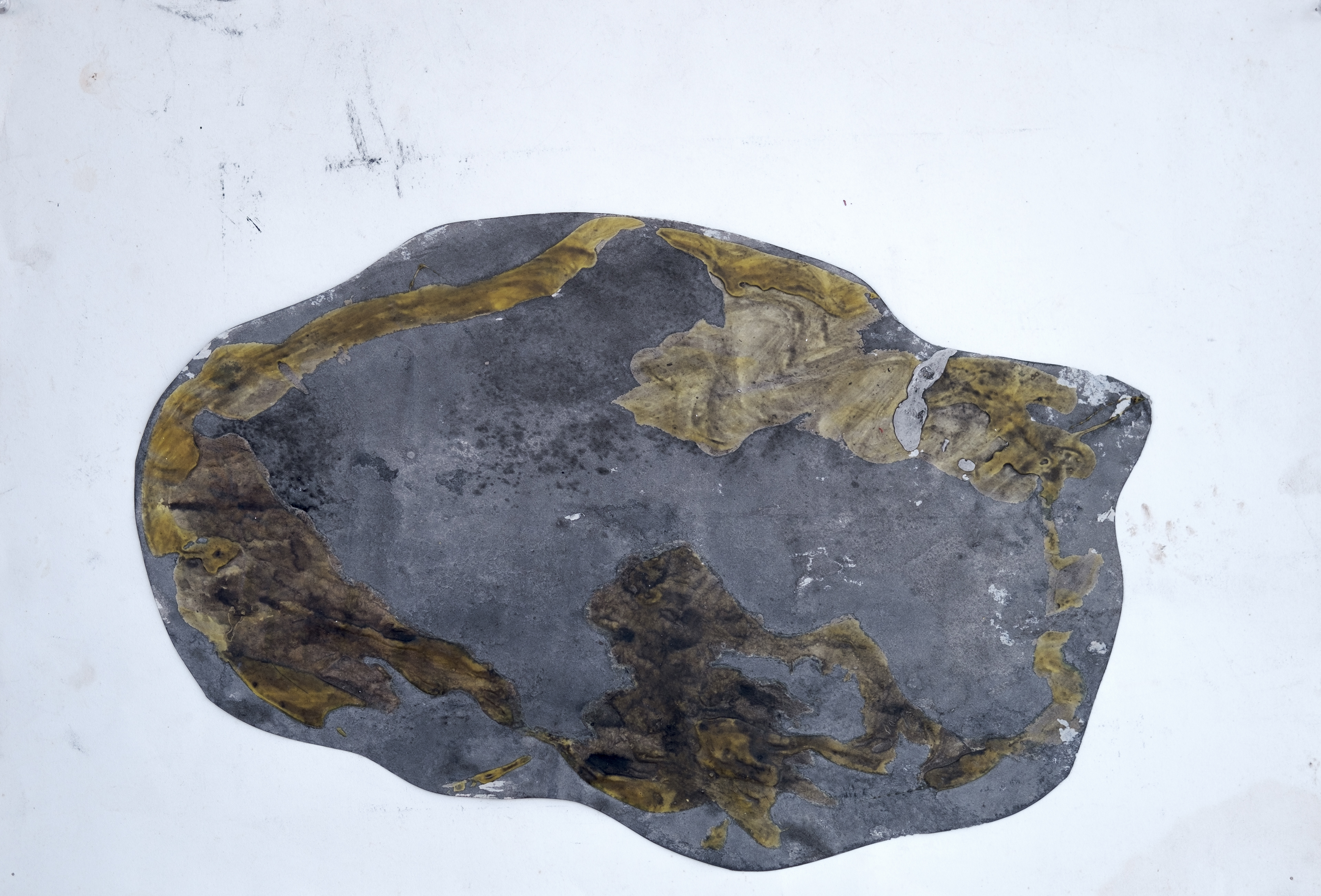 "Silouette", 2010  |  Mixed media on paper  |  15" x 22"