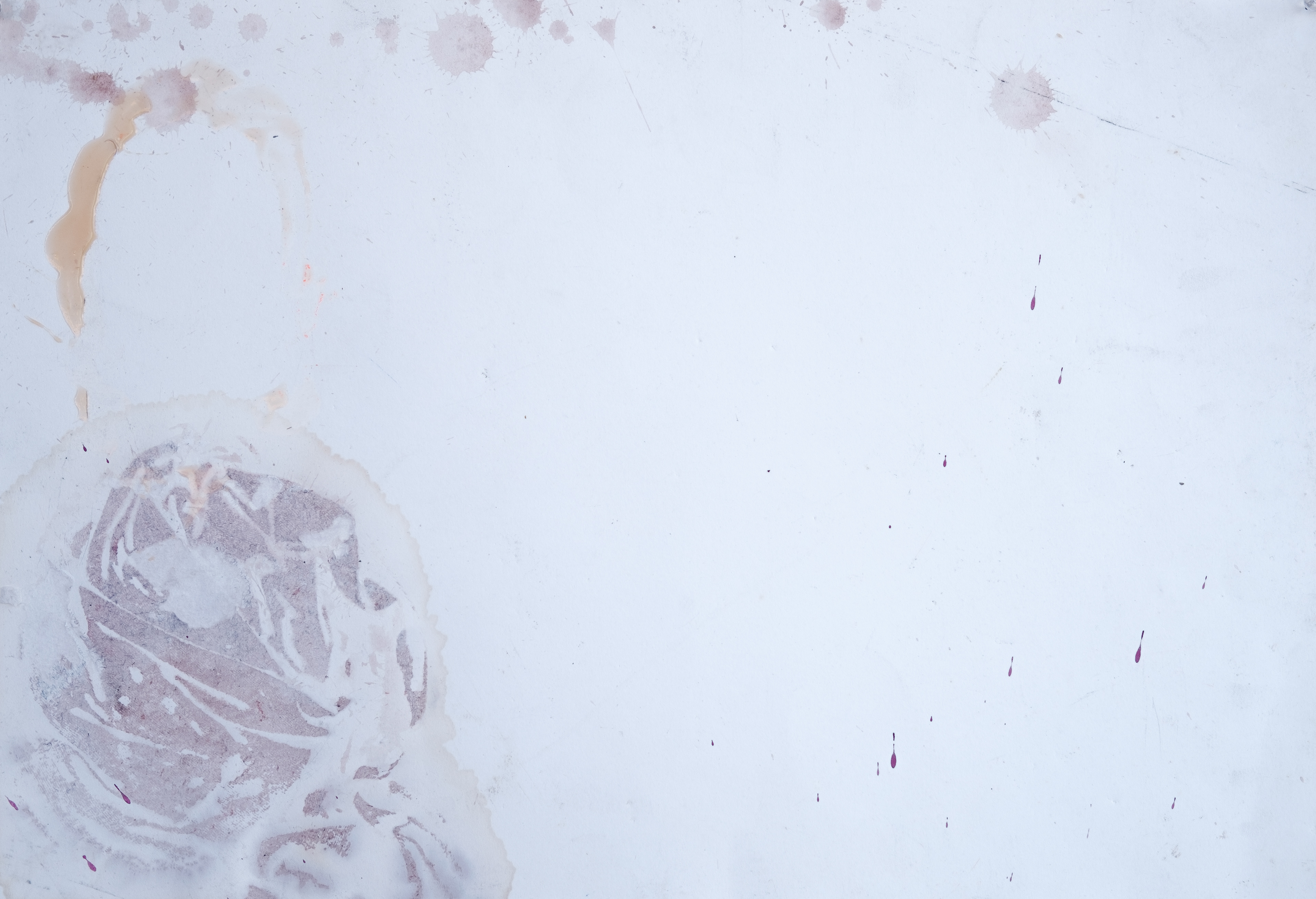 "Shroud", 2011  |  Mixed media on paper  |  15" x 22"