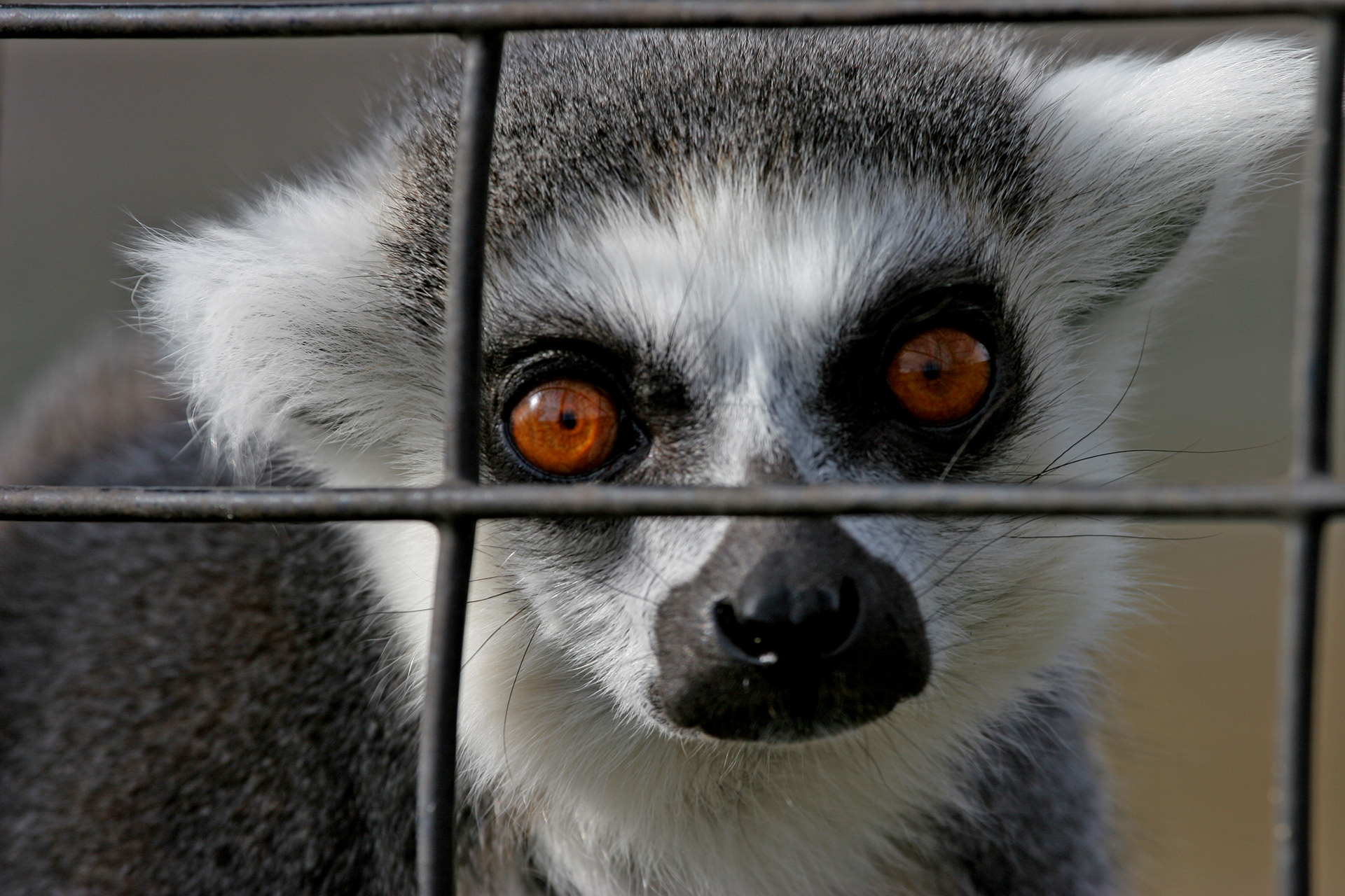 Captivity