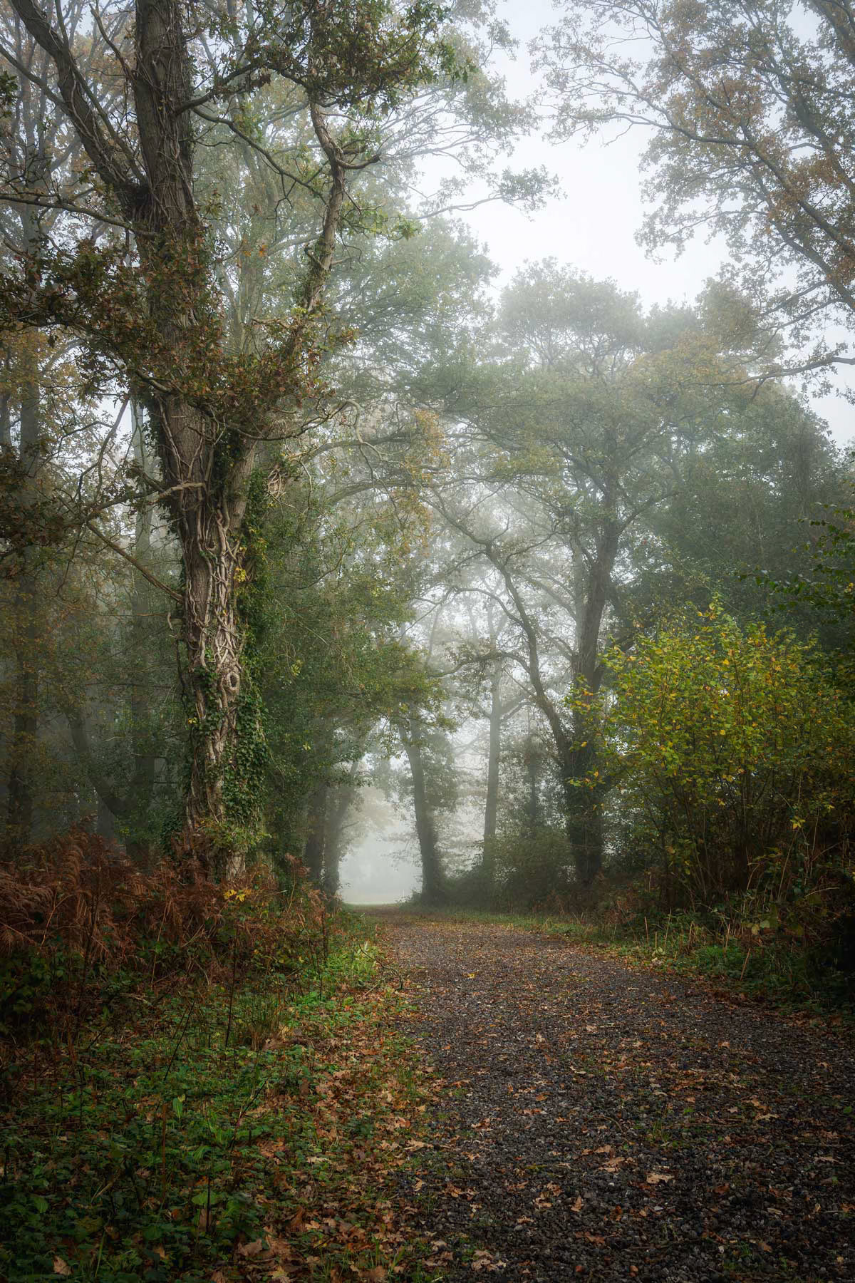 Photo by Bela Bleier