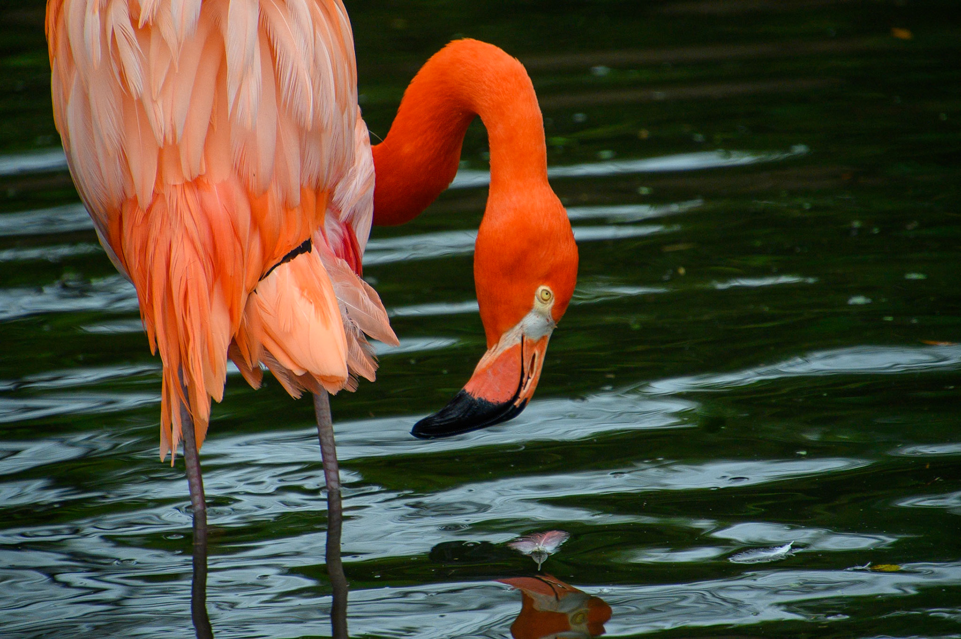 Photographer