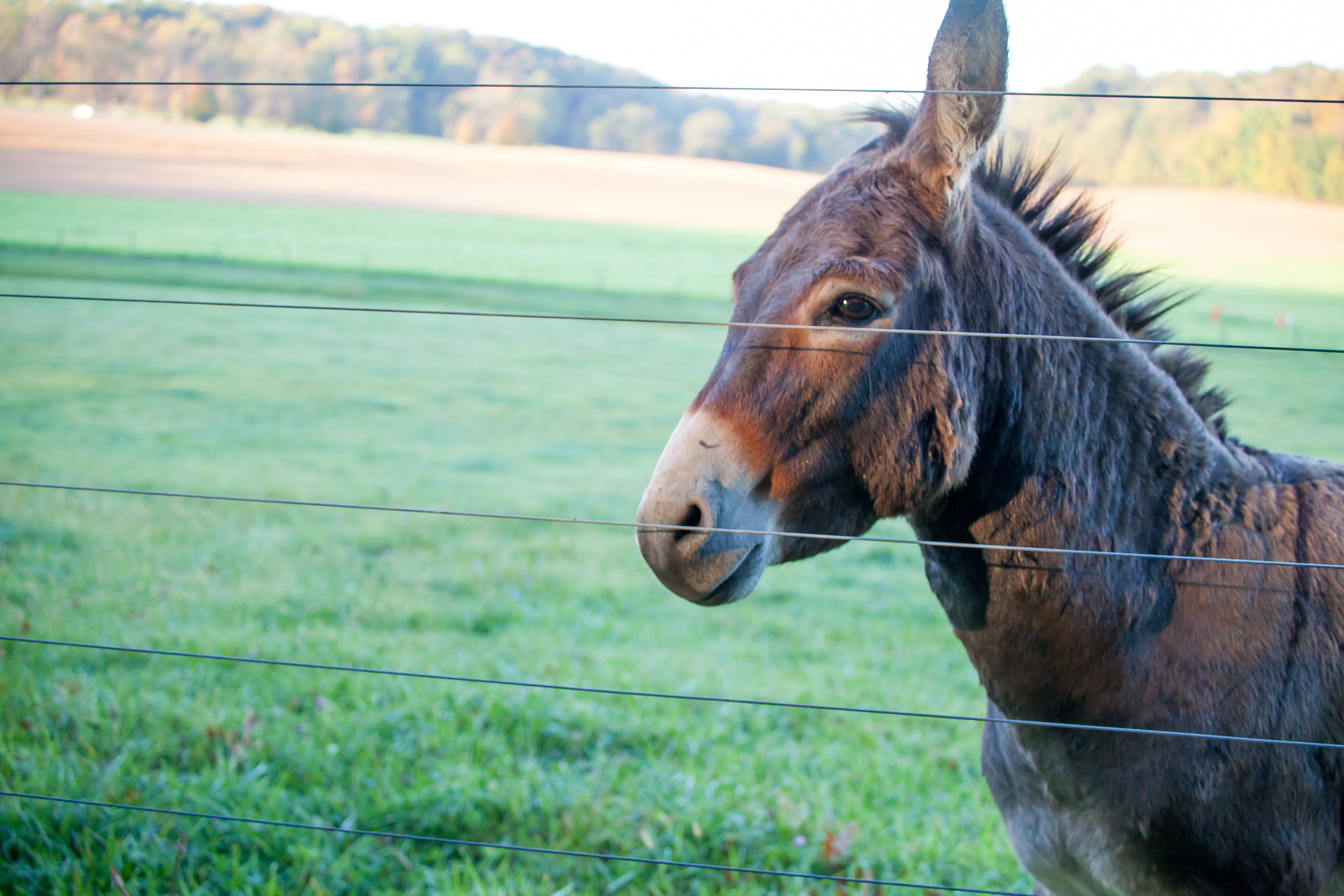 Malabar Farm for Ohio Magazine