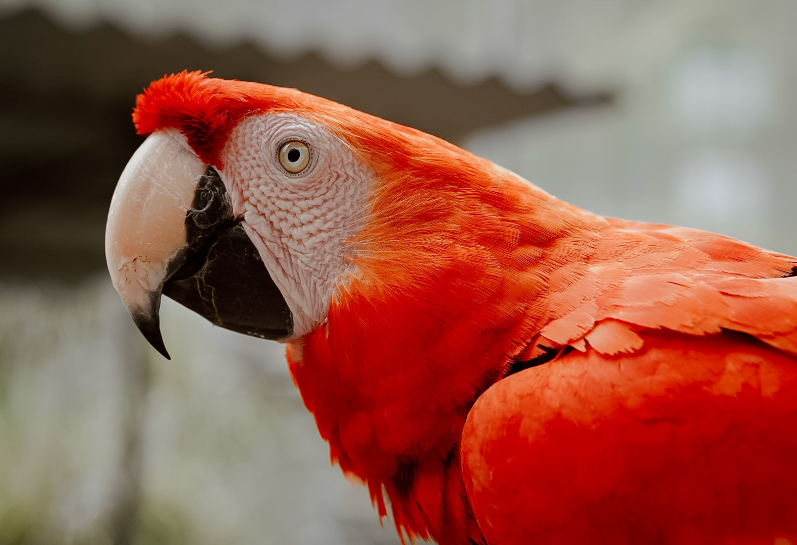 Maleney Bird Park, 2022