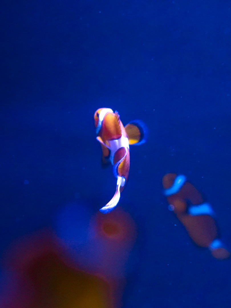 Sunshine Coast Aquarium, 2023