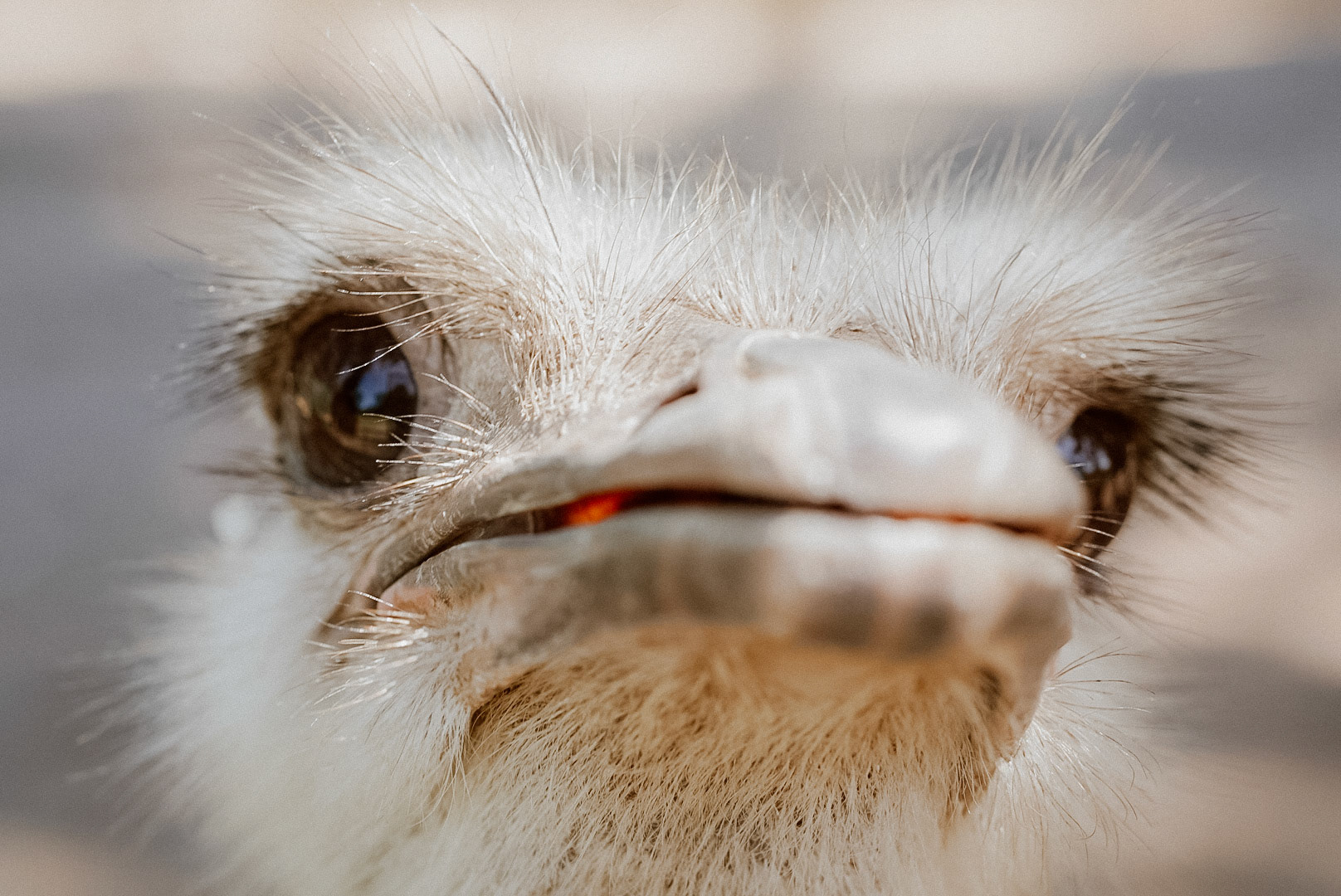 Flying High Bird Park, 2023