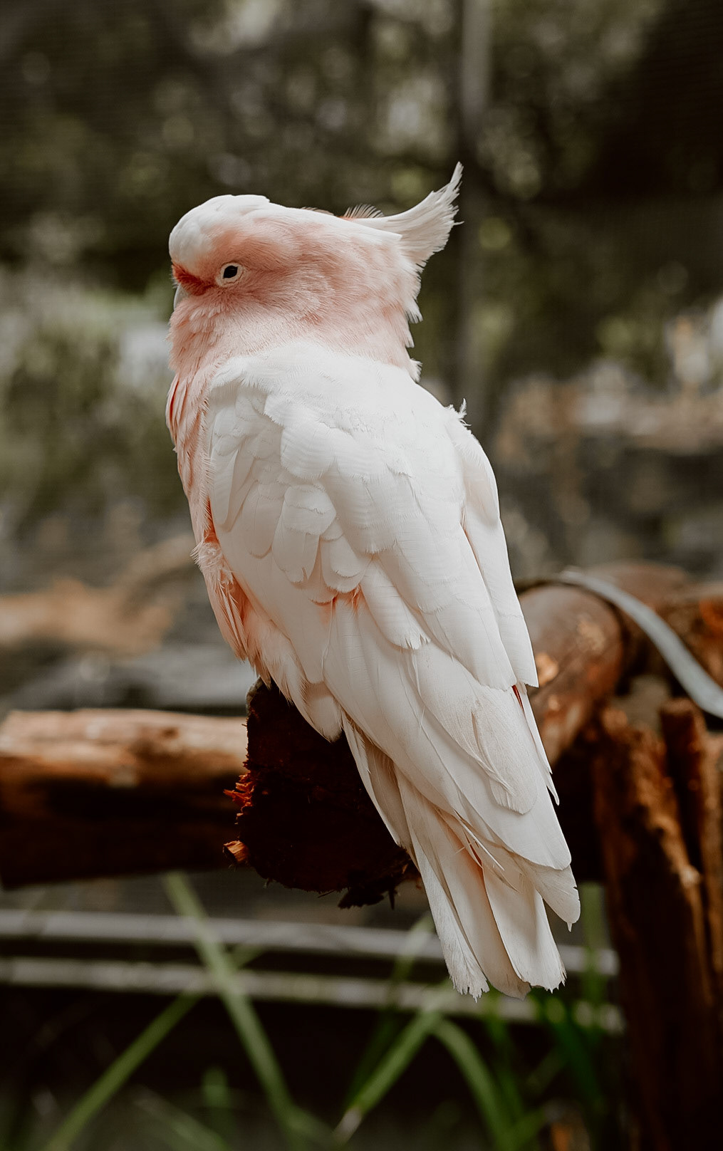 Maleney Bird Park, 2022