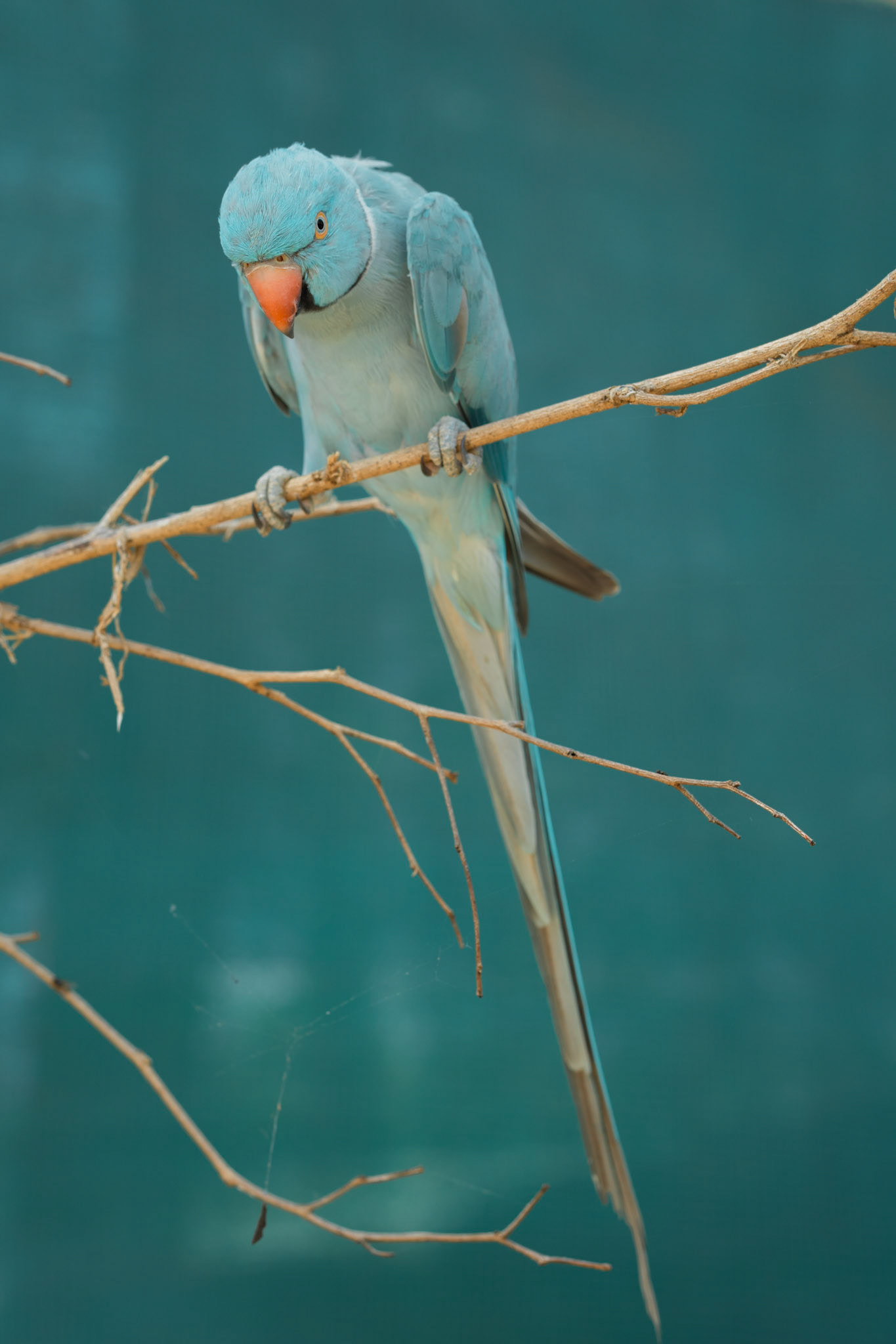 Flying High Bird Park, 2024