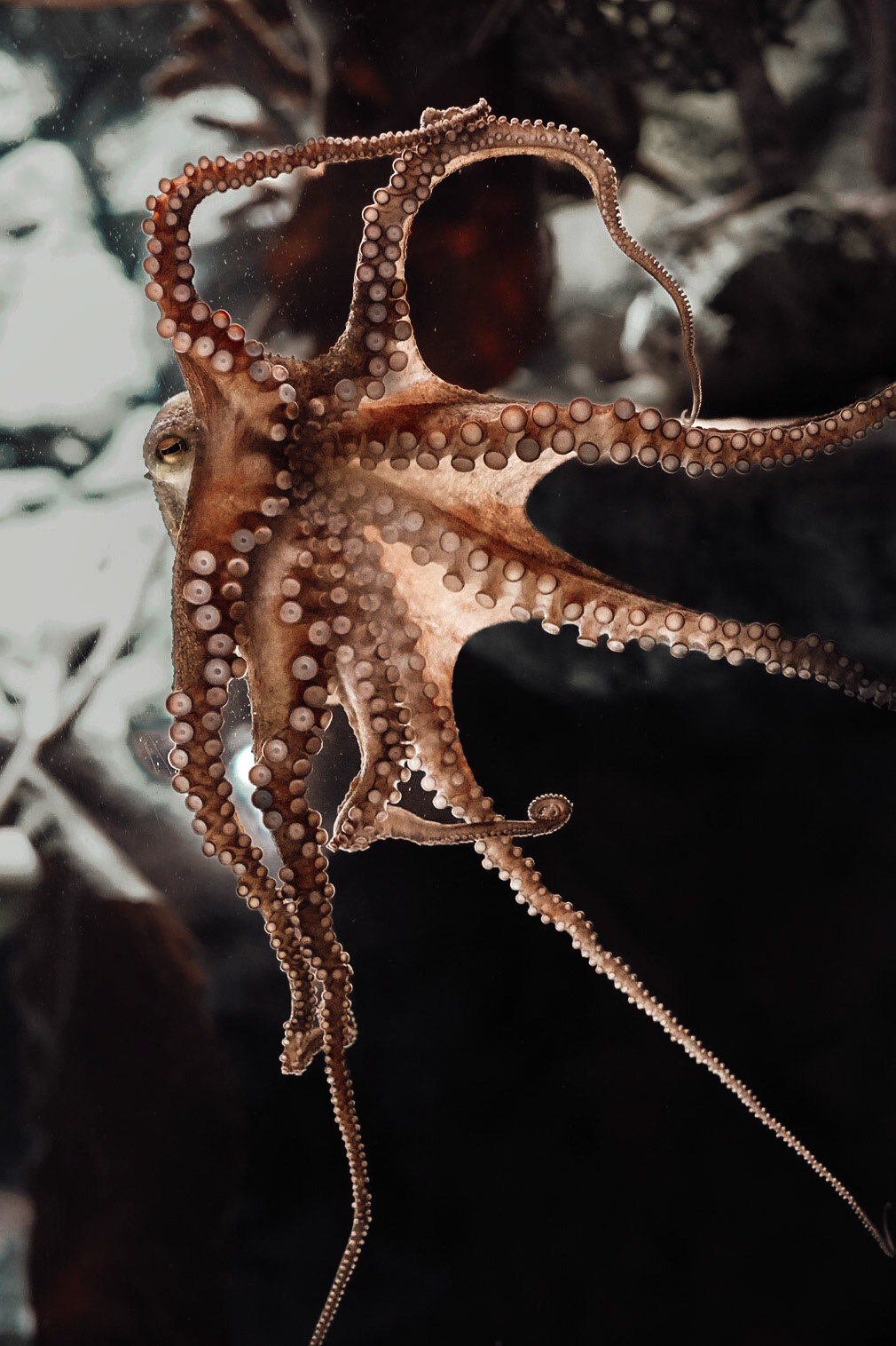 Sunshine Coast Aquarium, 2023