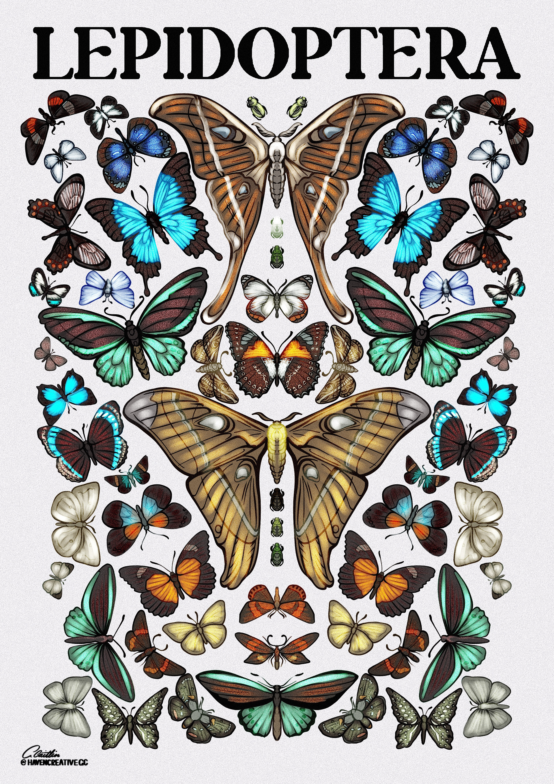 Lepidoptera