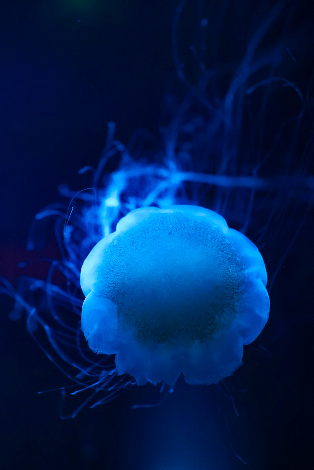 Sunshine Coast Aquarium, 2023