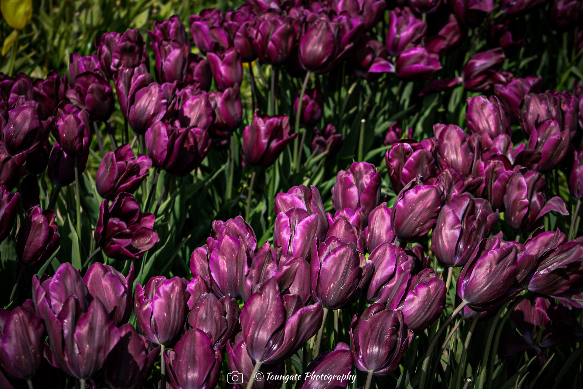 Skagit Valley Tulips